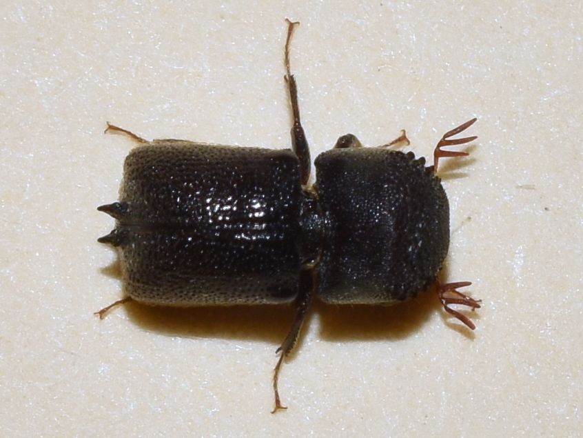 Sinoxylon conigerum