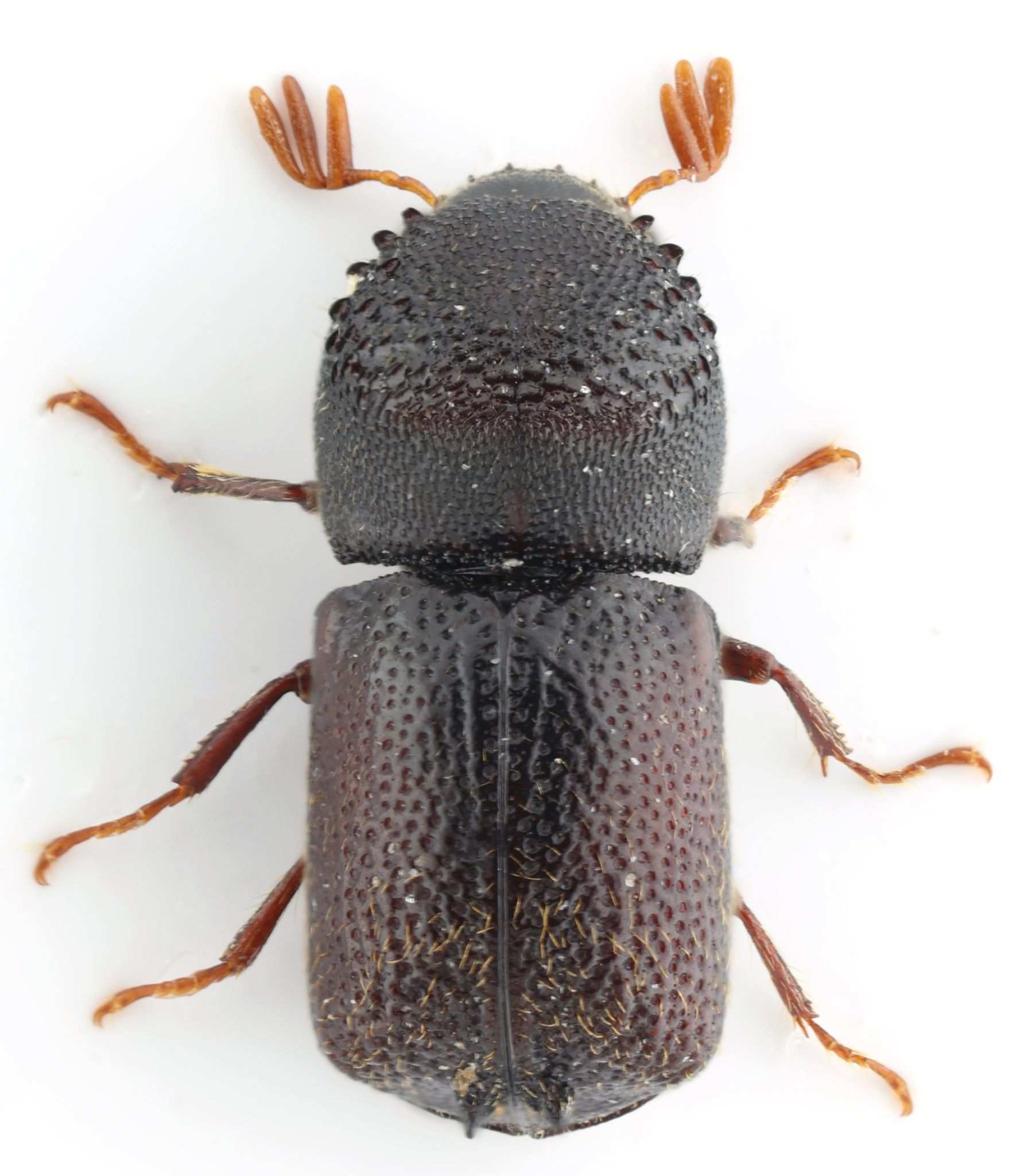 Sinoxylon conigerum