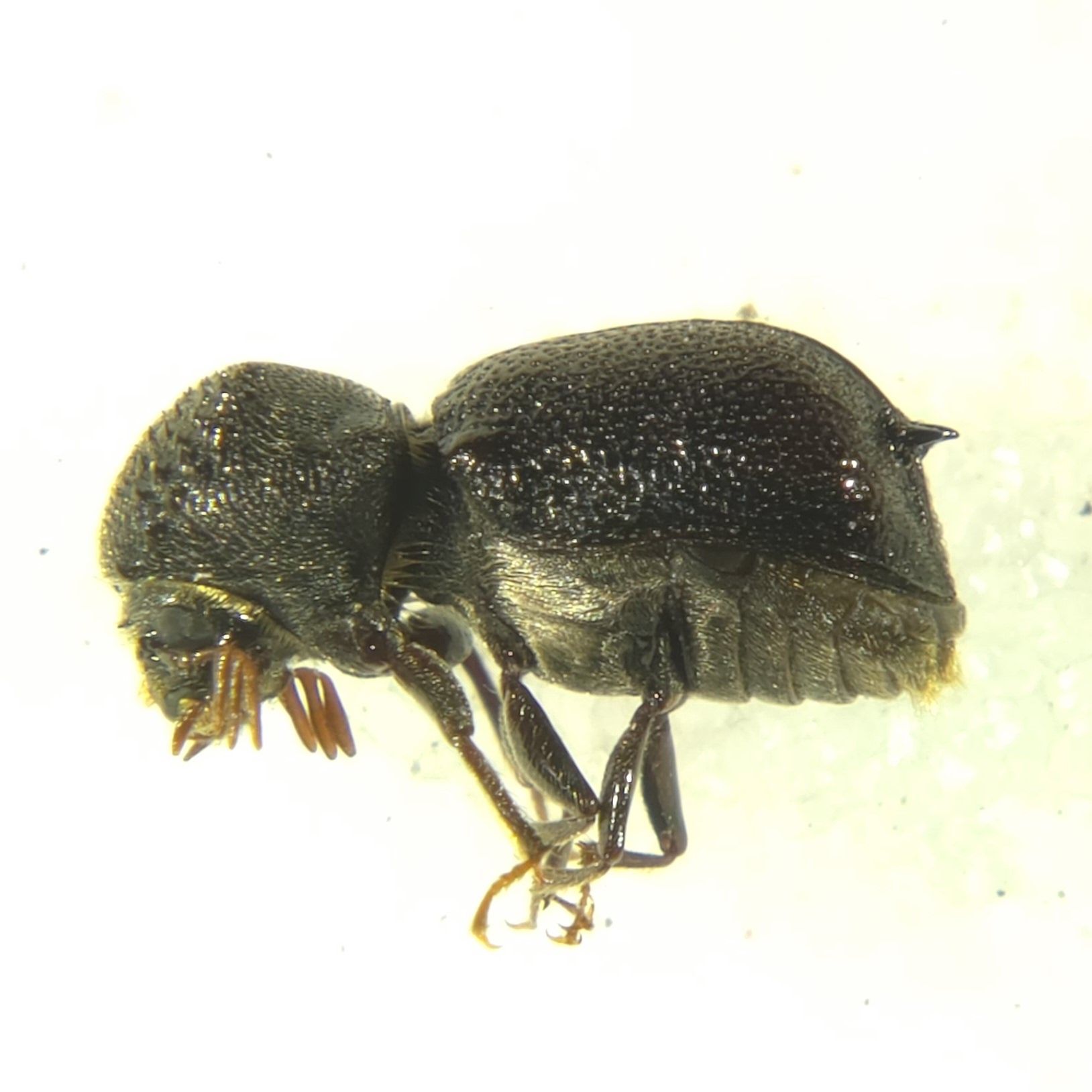 Sinoxylon conigerum