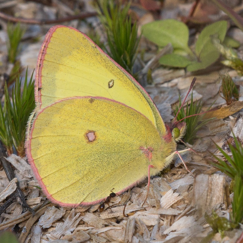 Colias interior