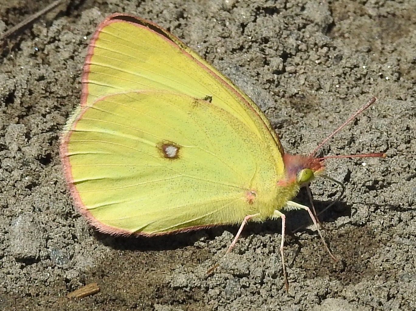 Colias interior