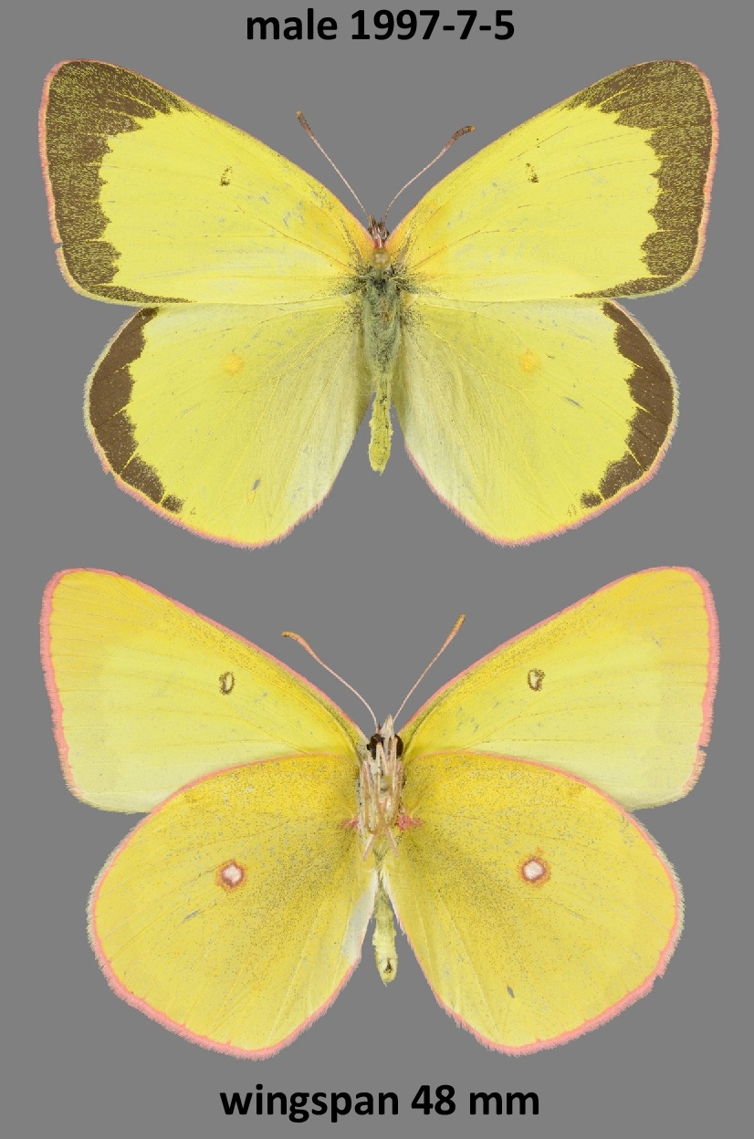 Colias interior