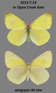 Colias interior
