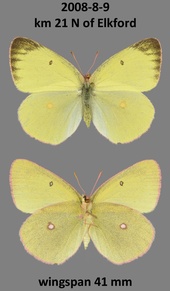 Colias interior
