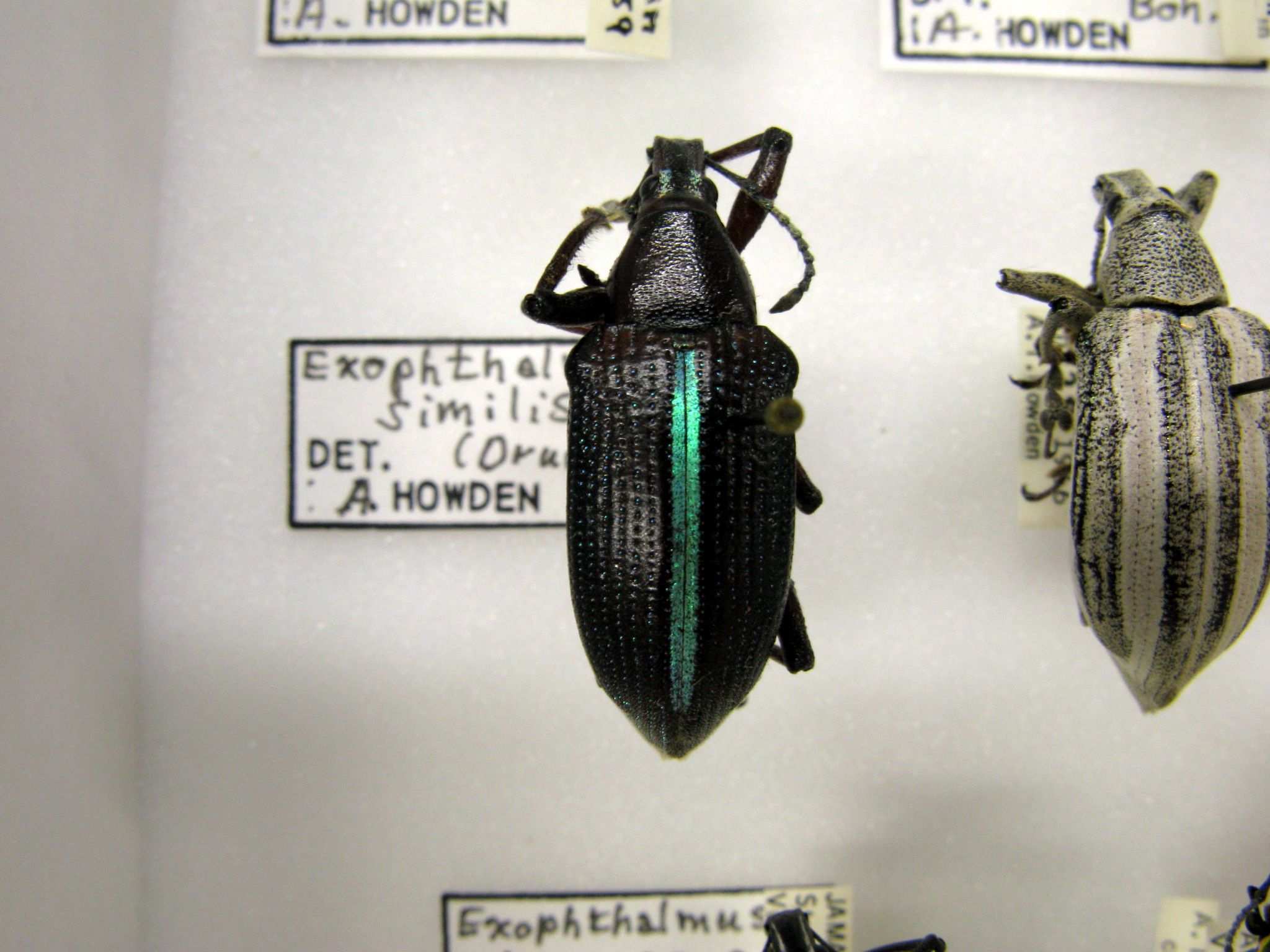 Exophthalmus similis