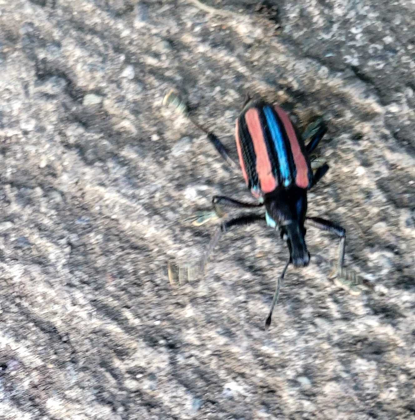 Exophthalmus similis