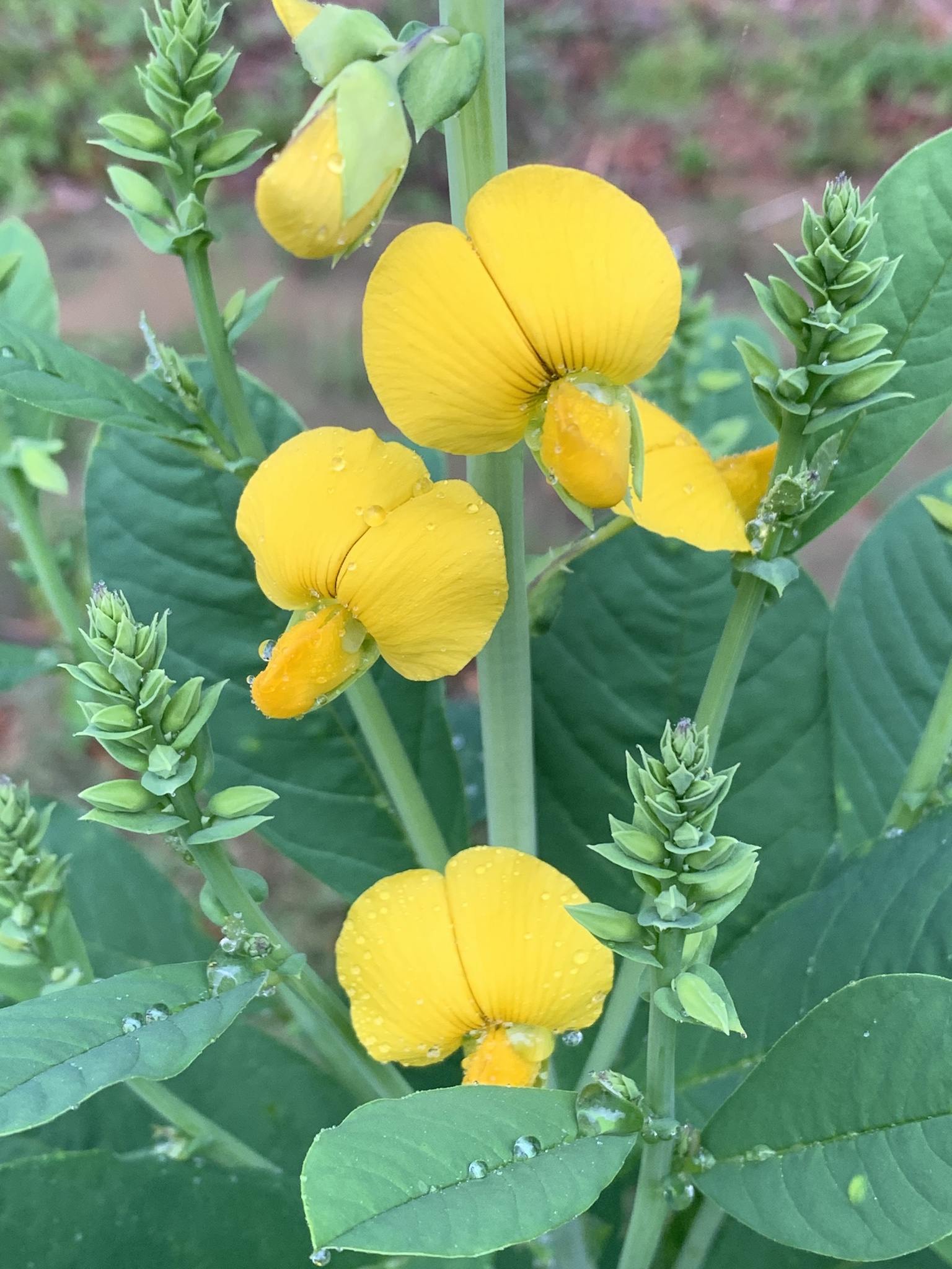 Crotalaria spectabilis