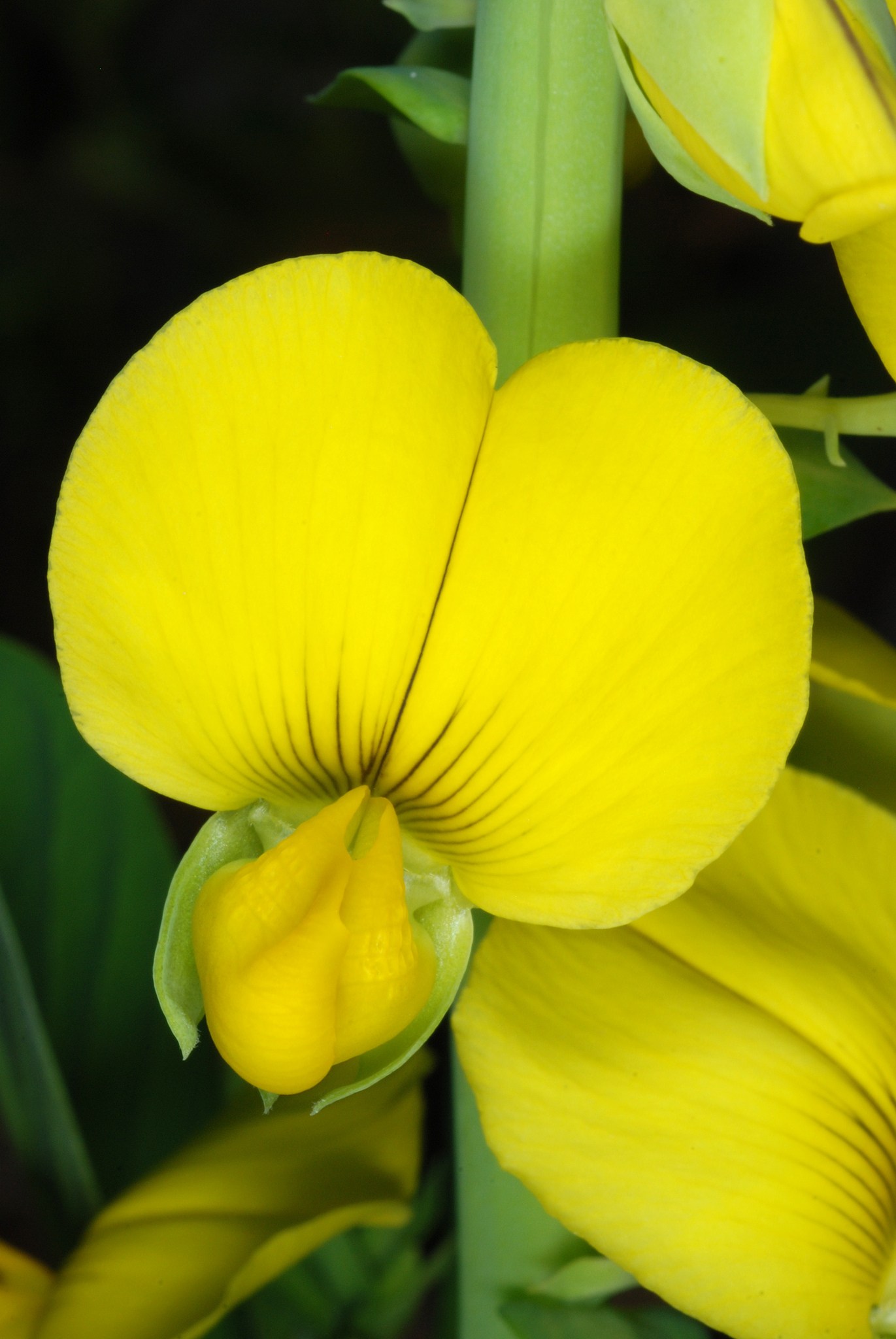 Crotalaria spectabilis