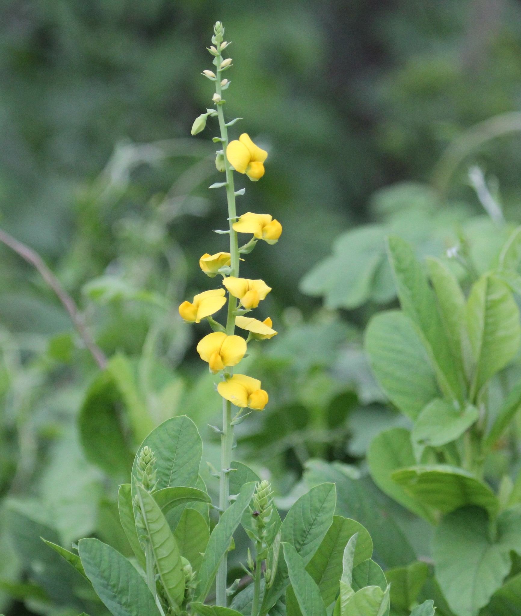Crotalaria spectabilis
