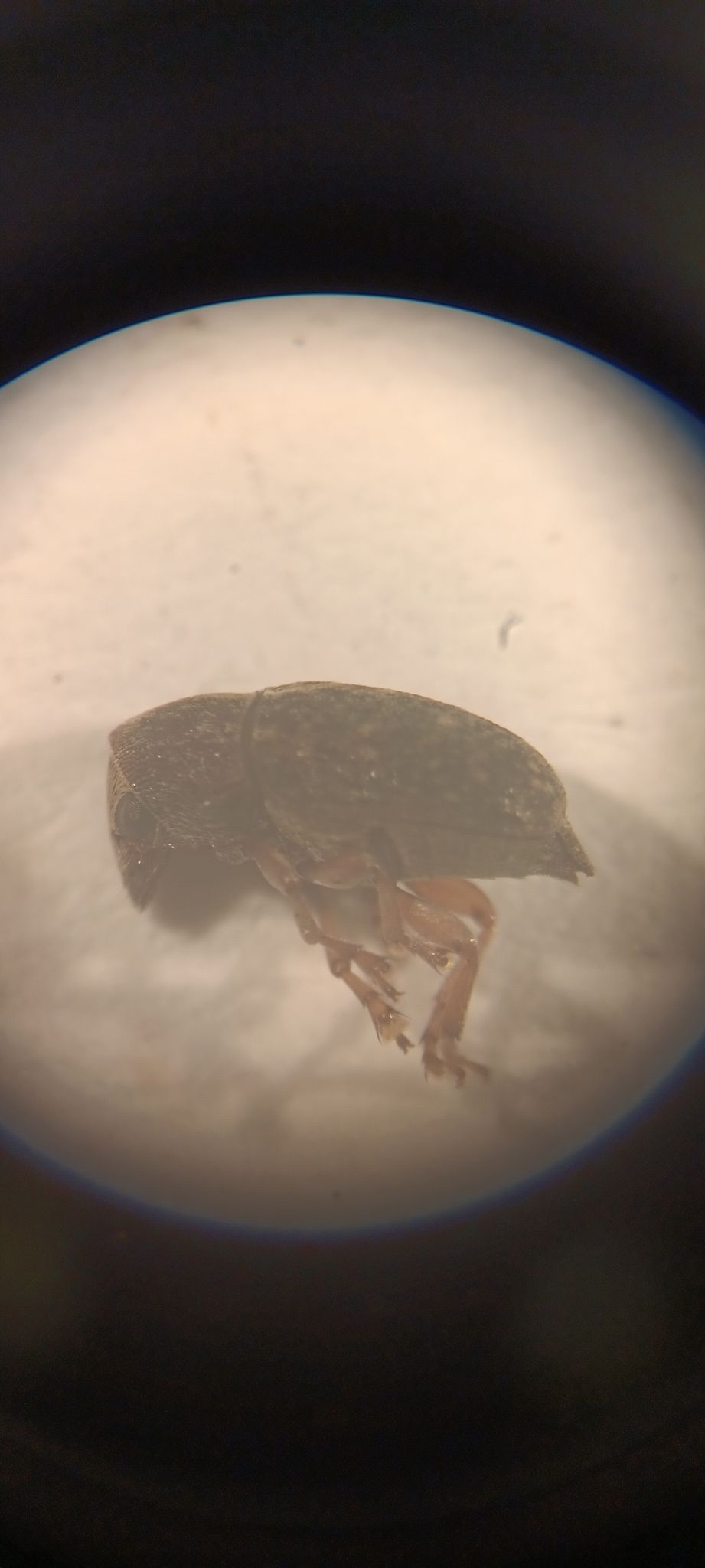 Araecerus levipennis