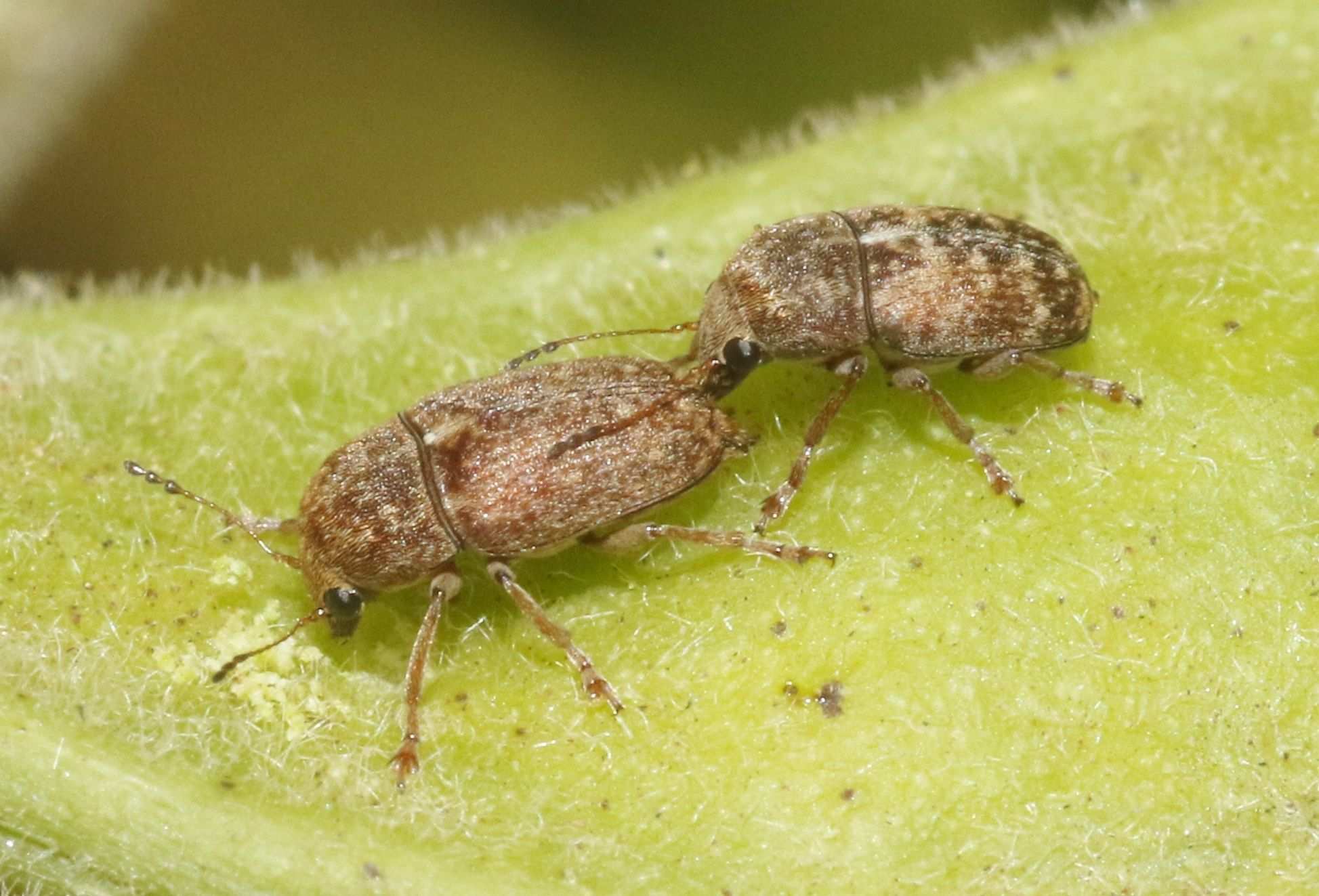 Araecerus levipennis