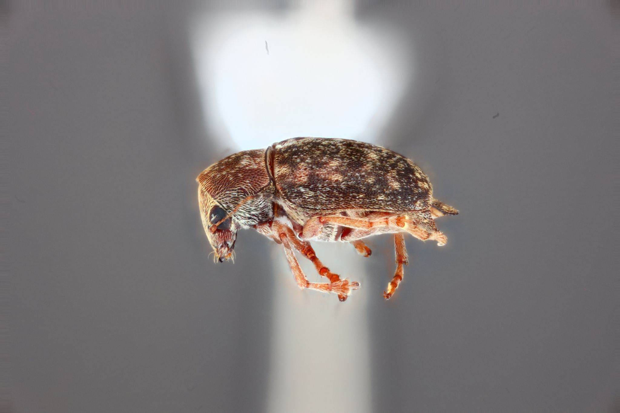 Araecerus levipennis