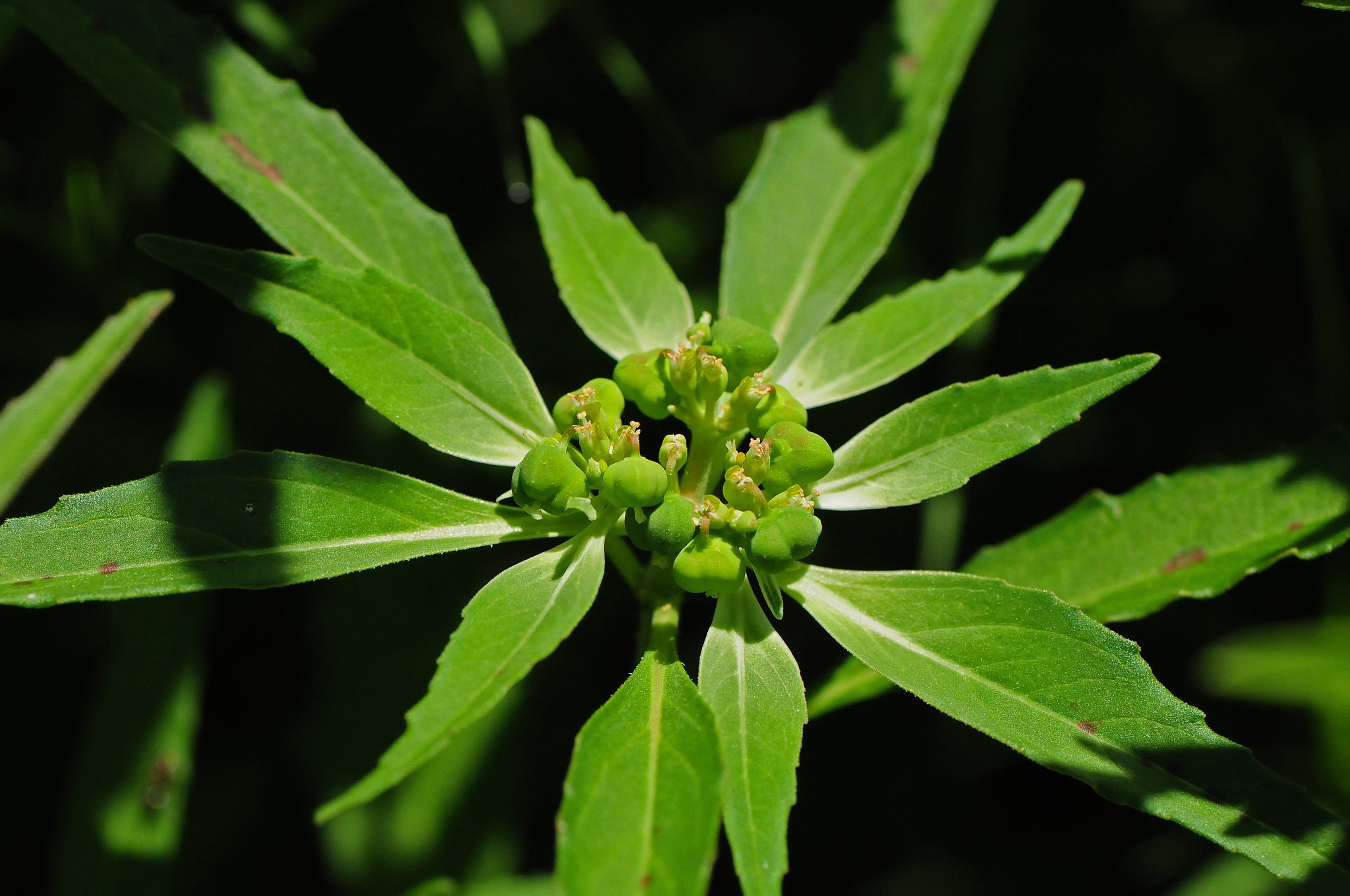 Euphorbia dentata