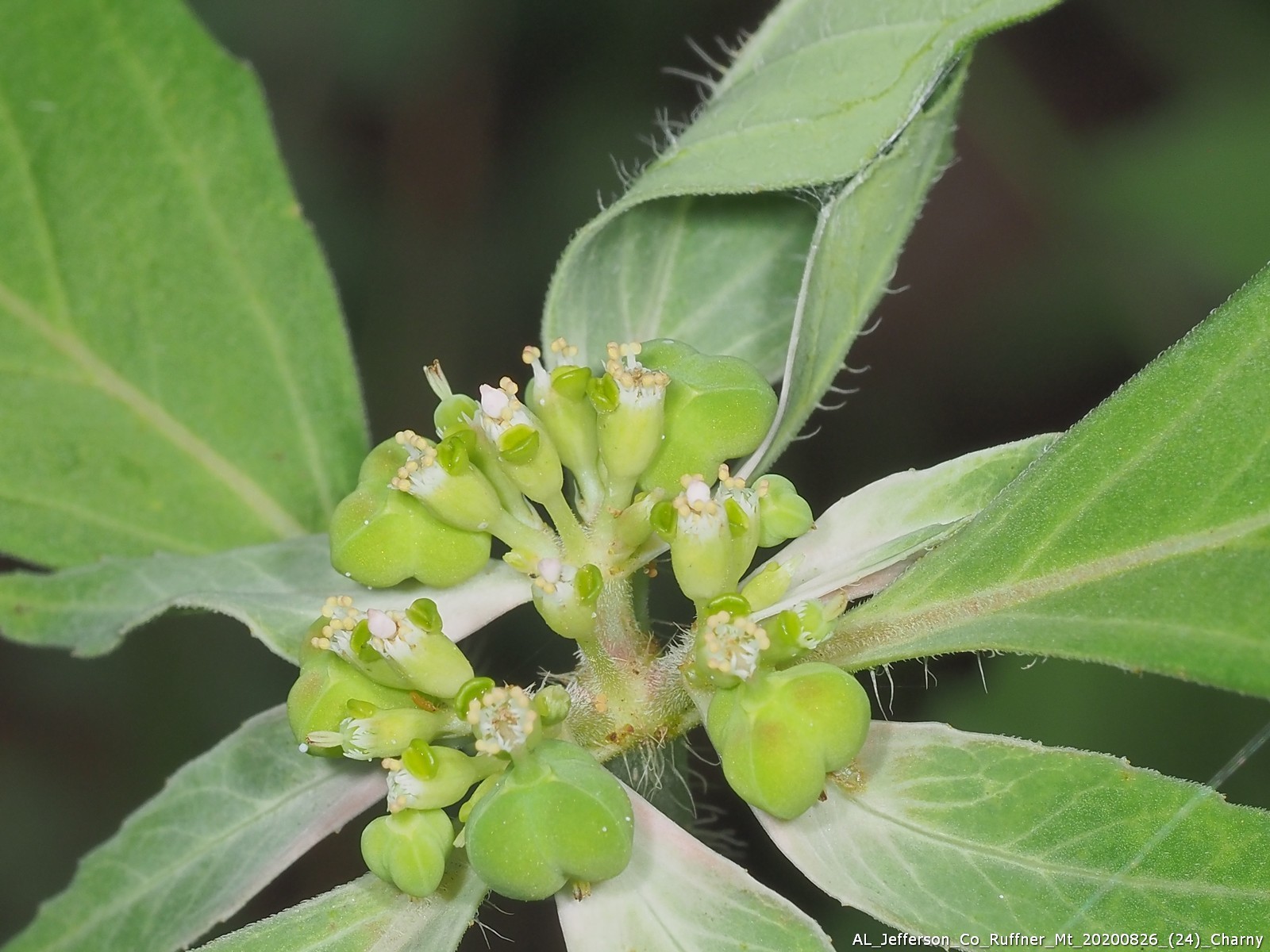 Euphorbia dentata