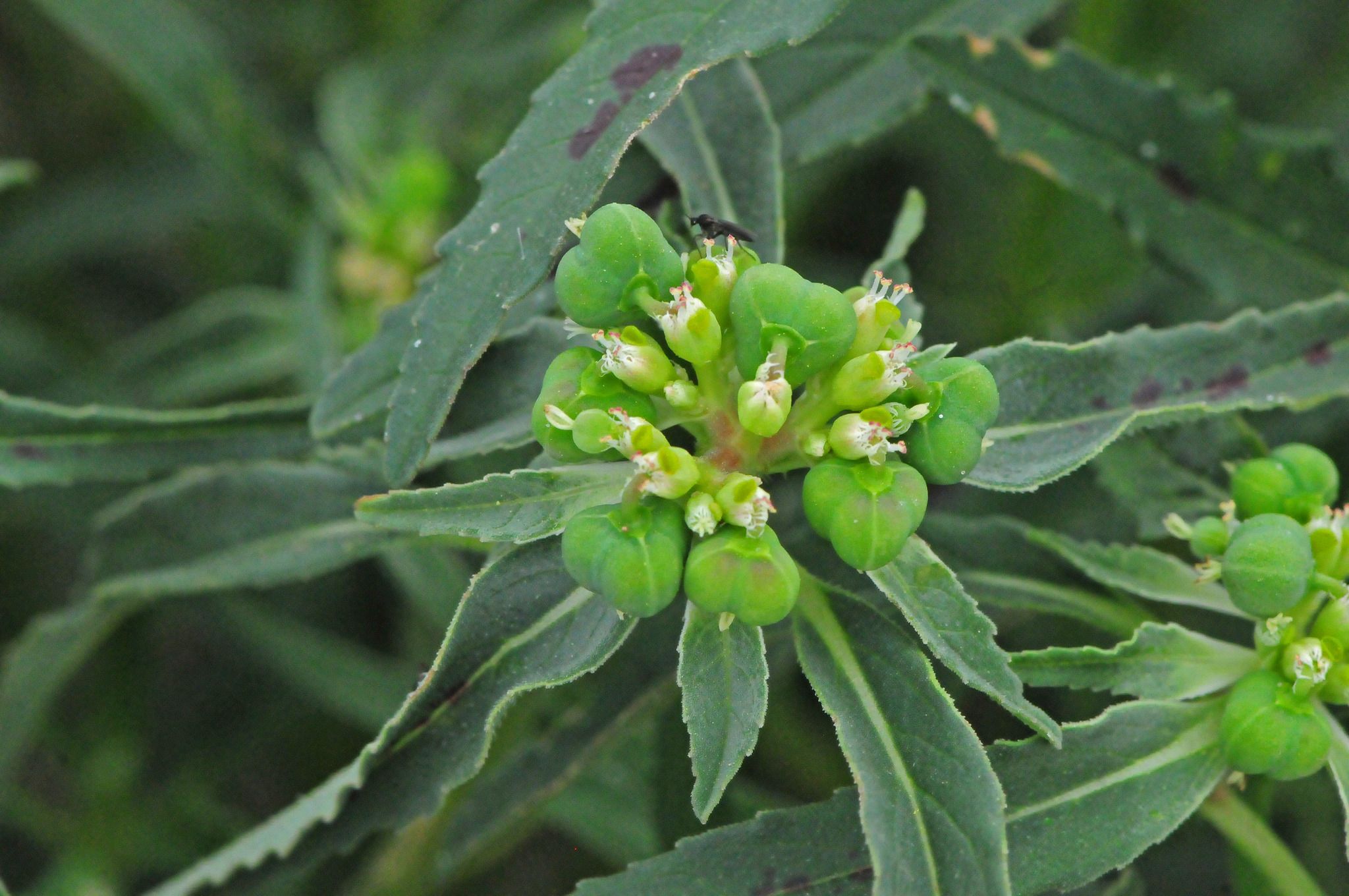 Euphorbia dentata