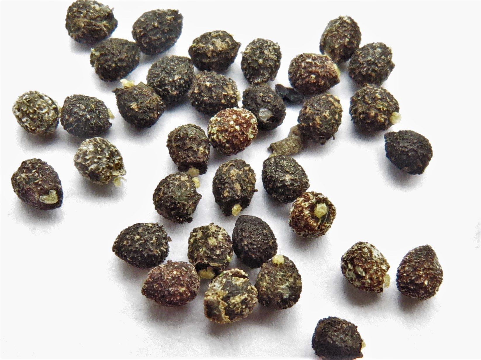Euphorbia dentata