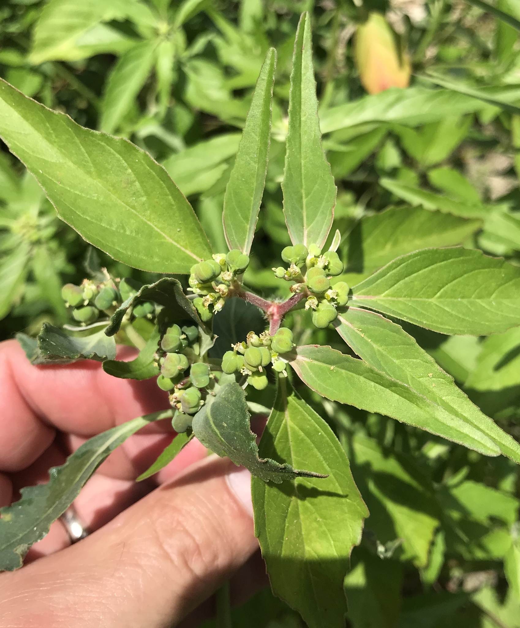Euphorbia dentata