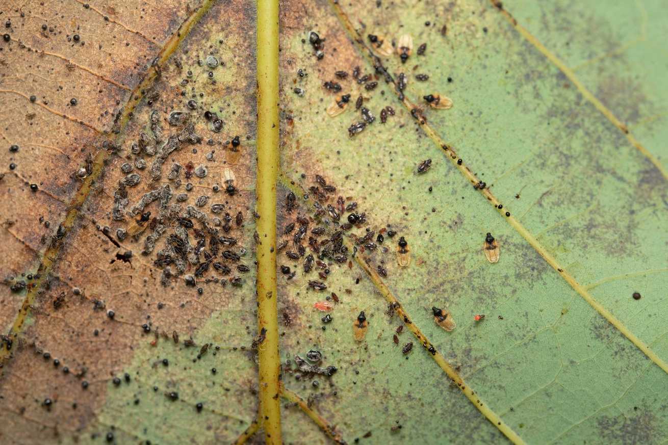 Pseudacysta perseae