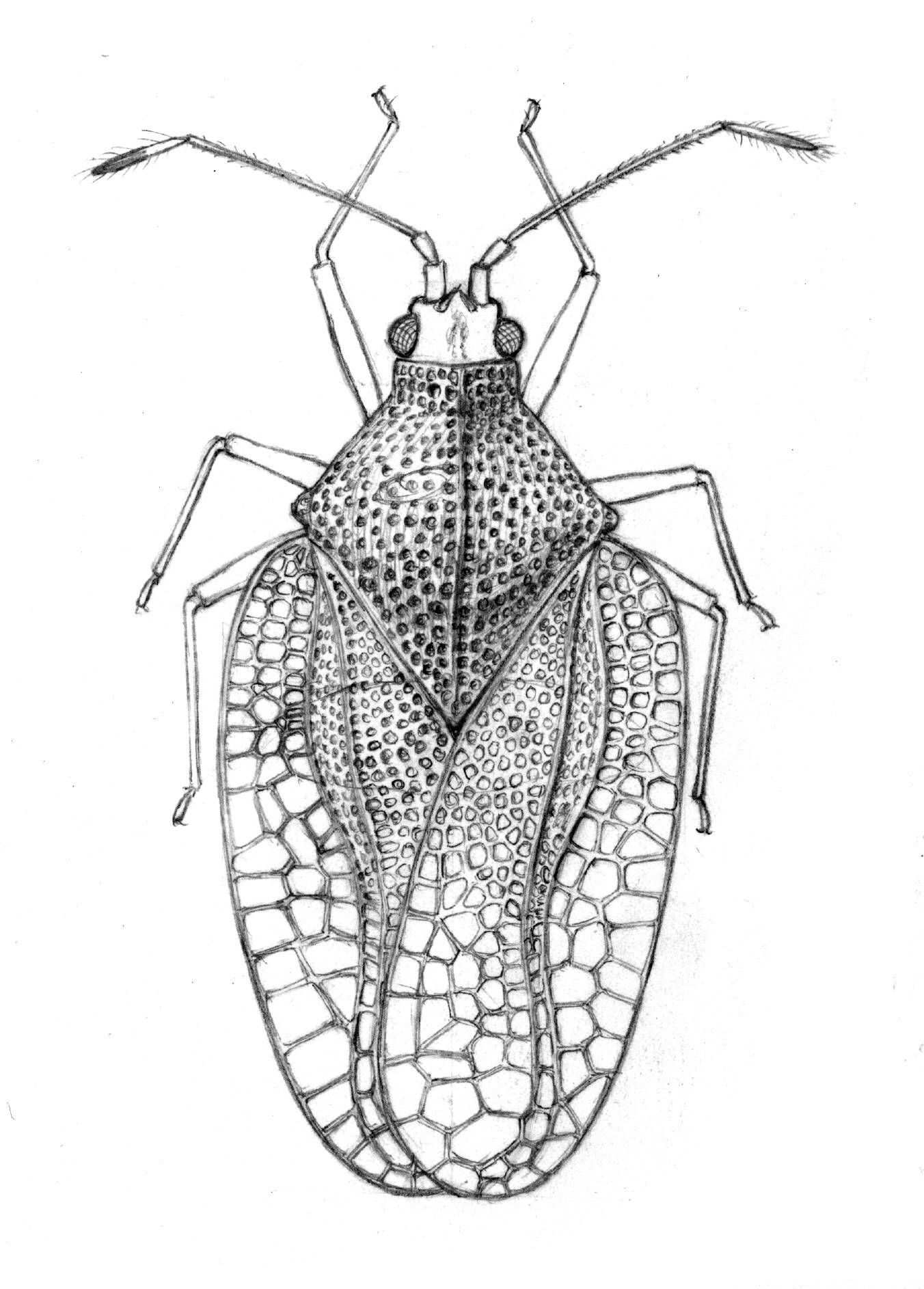 Pseudacysta perseae