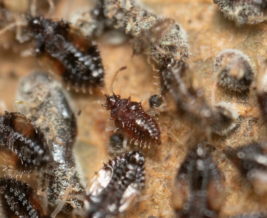 Pseudacysta perseae