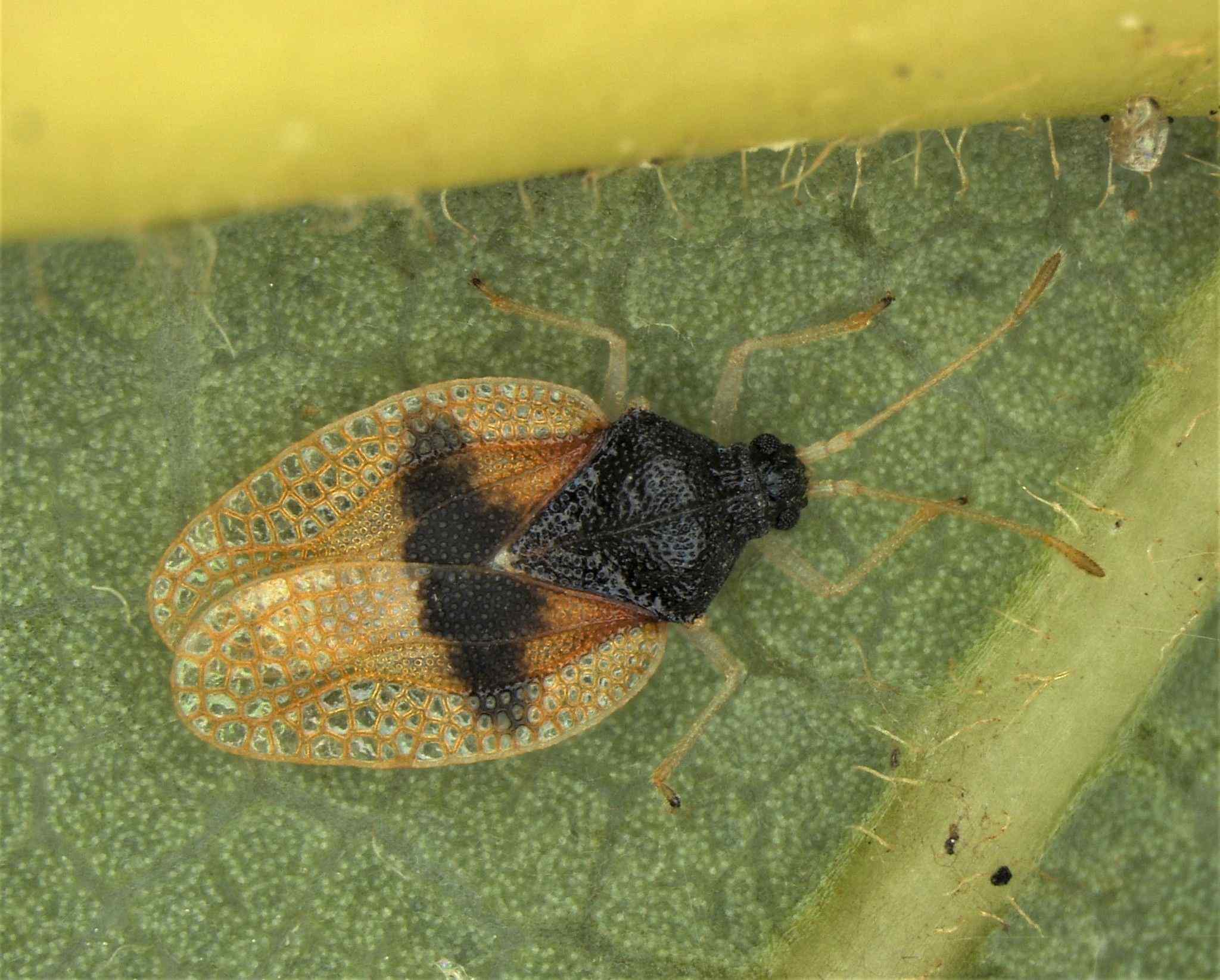Pseudacysta perseae