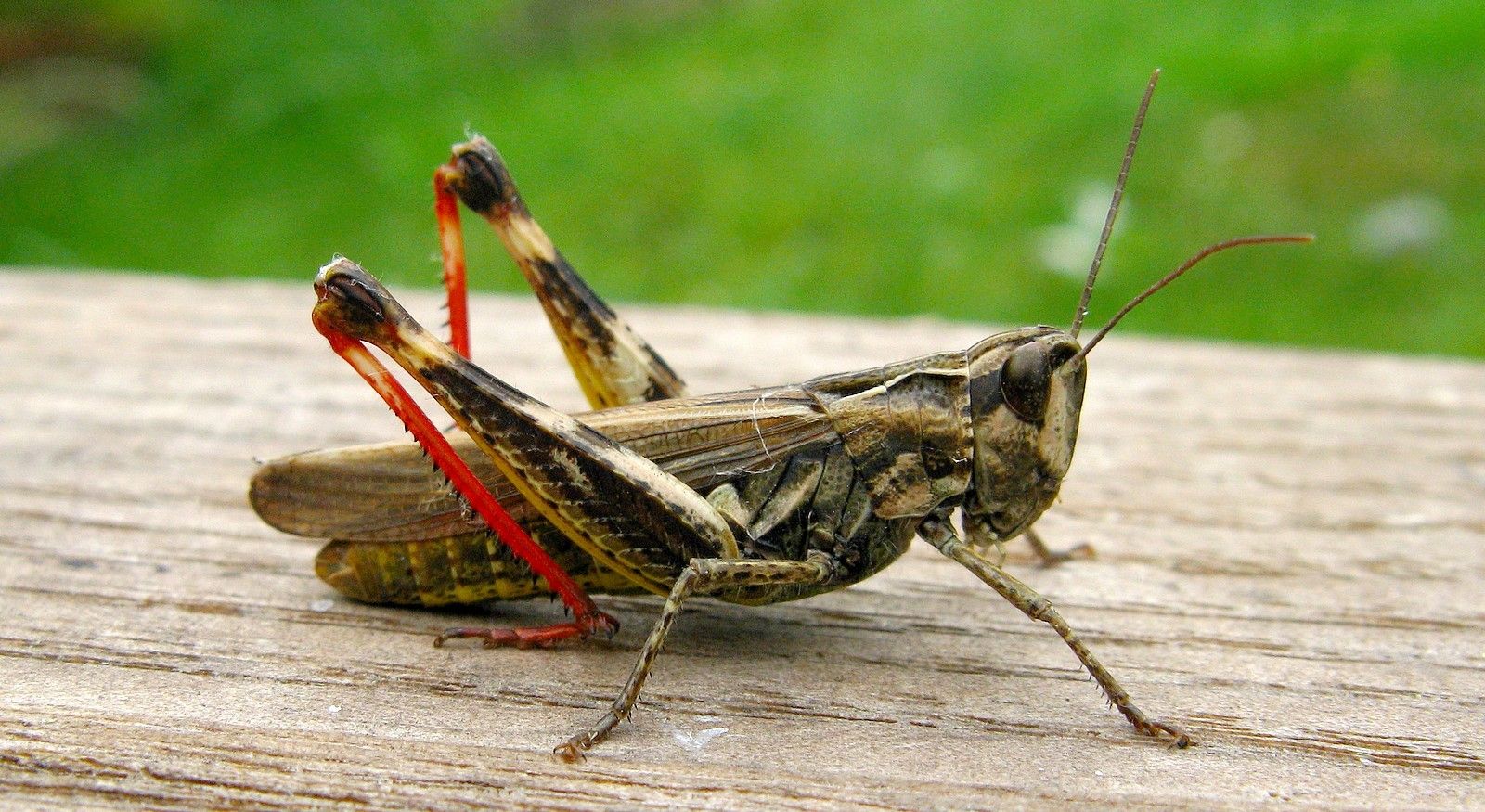 Chorthippus binotatus