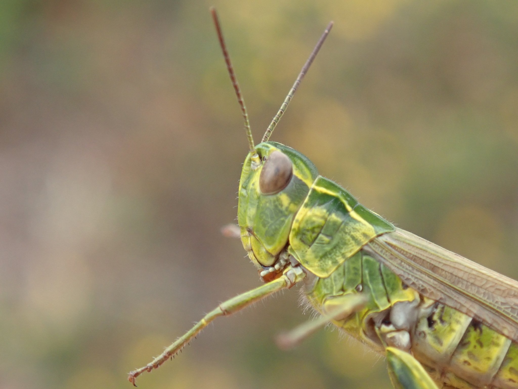 Chorthippus binotatus