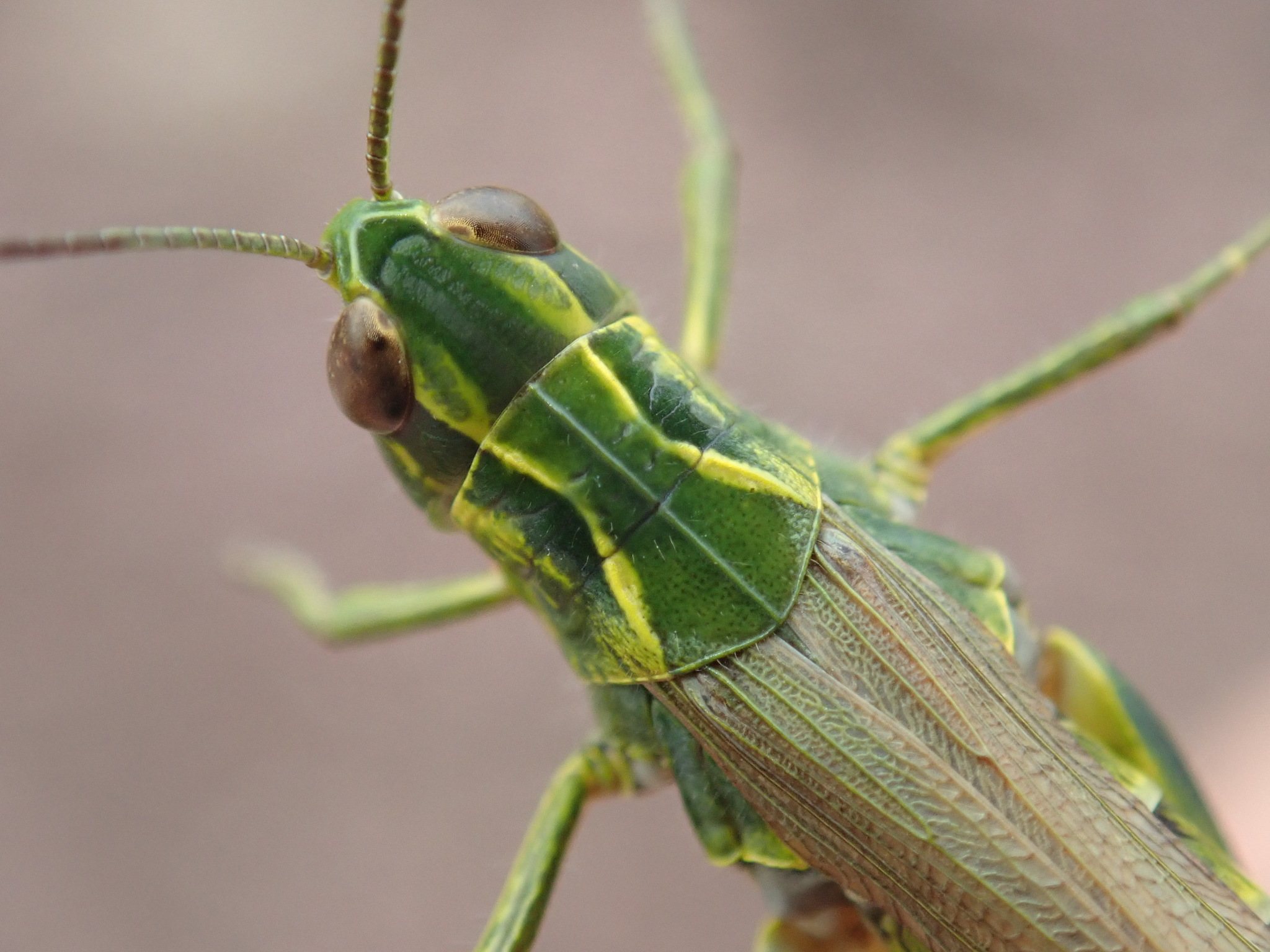 Chorthippus binotatus