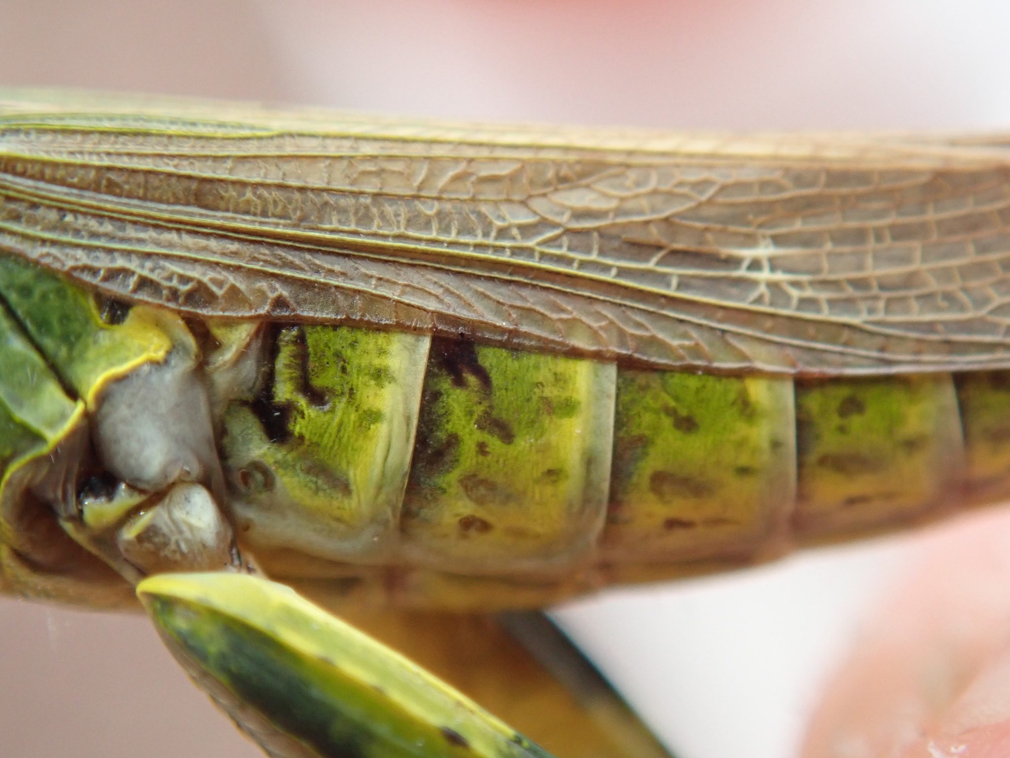 Chorthippus binotatus