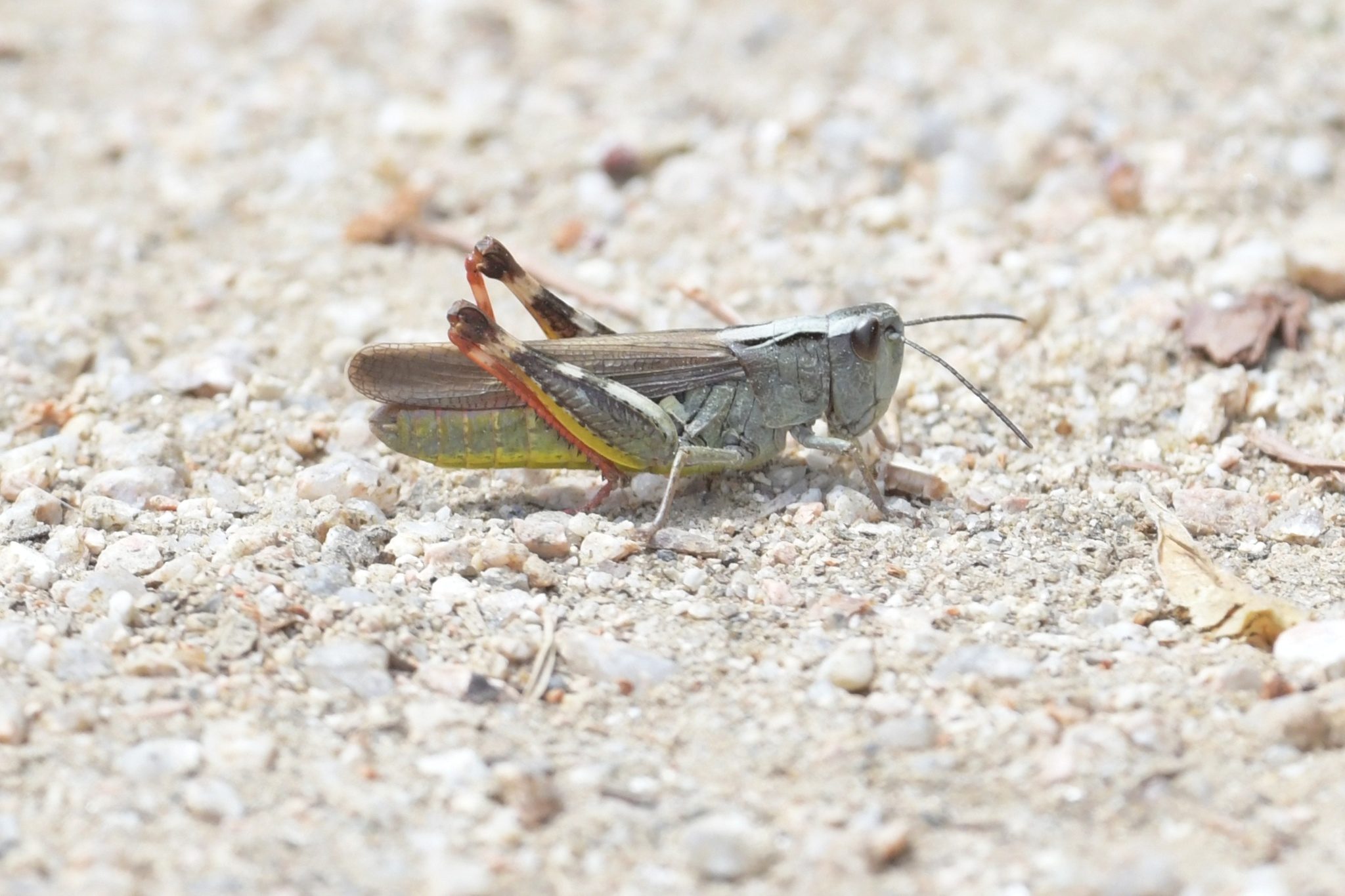 Chorthippus binotatus