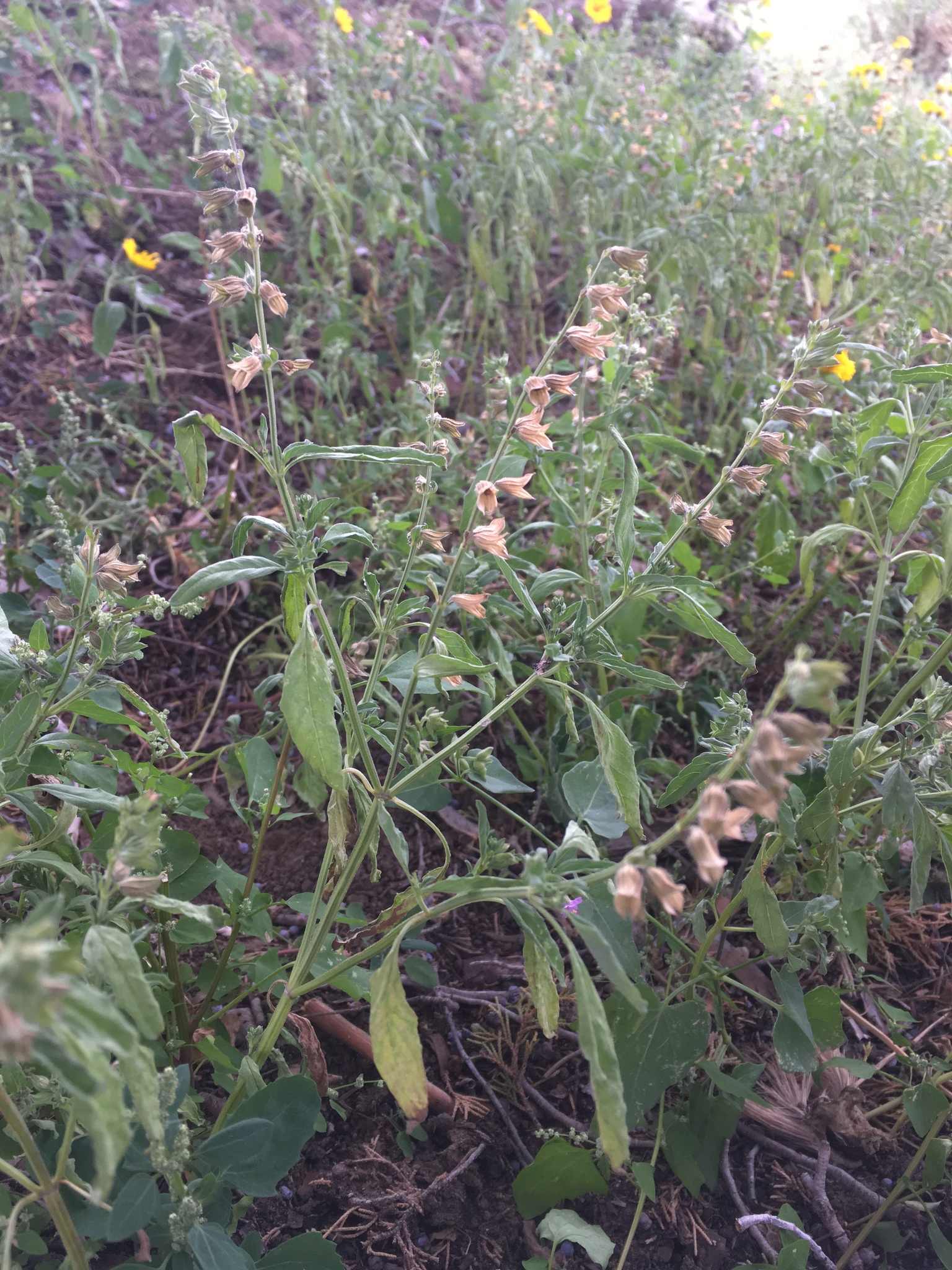 Salvia reflexa