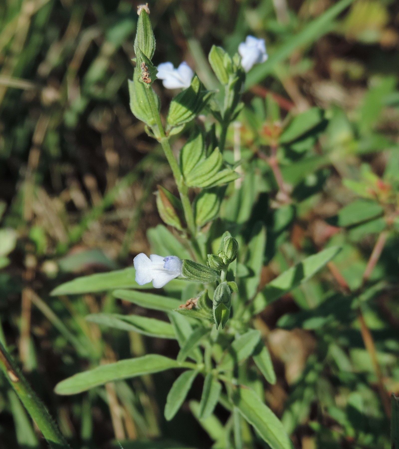 Salvia reflexa