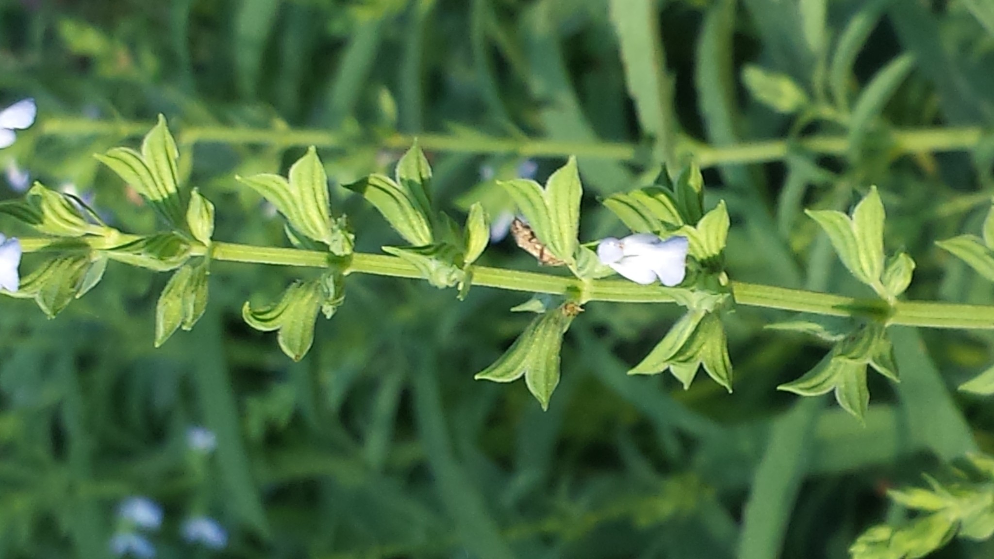 Salvia reflexa