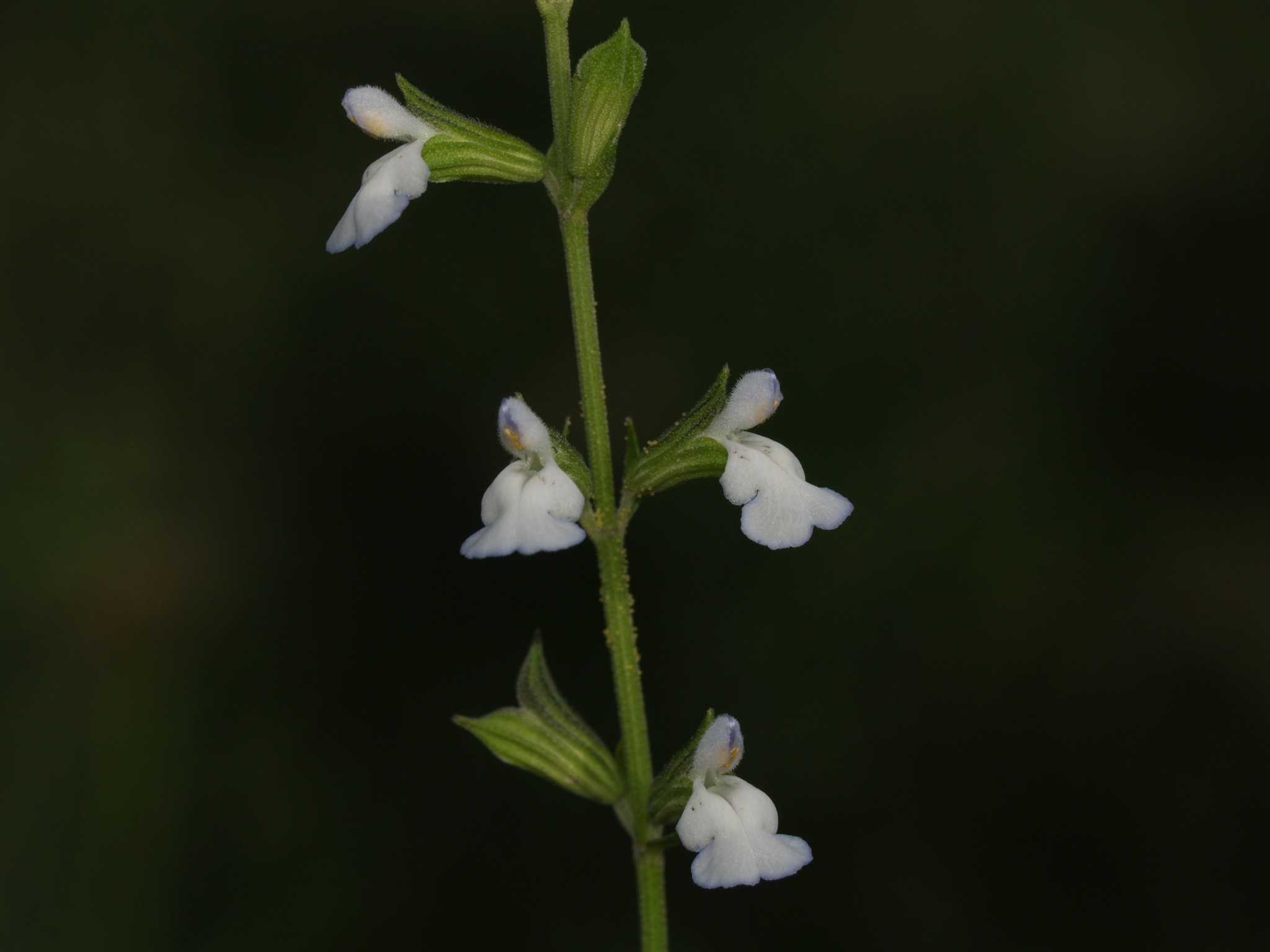 Salvia reflexa