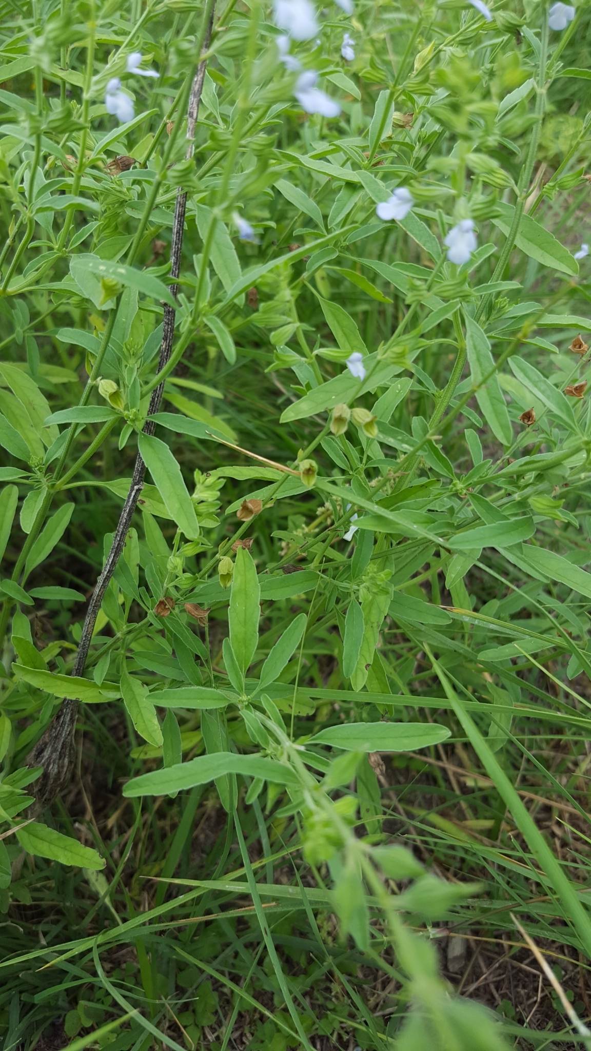 Salvia reflexa