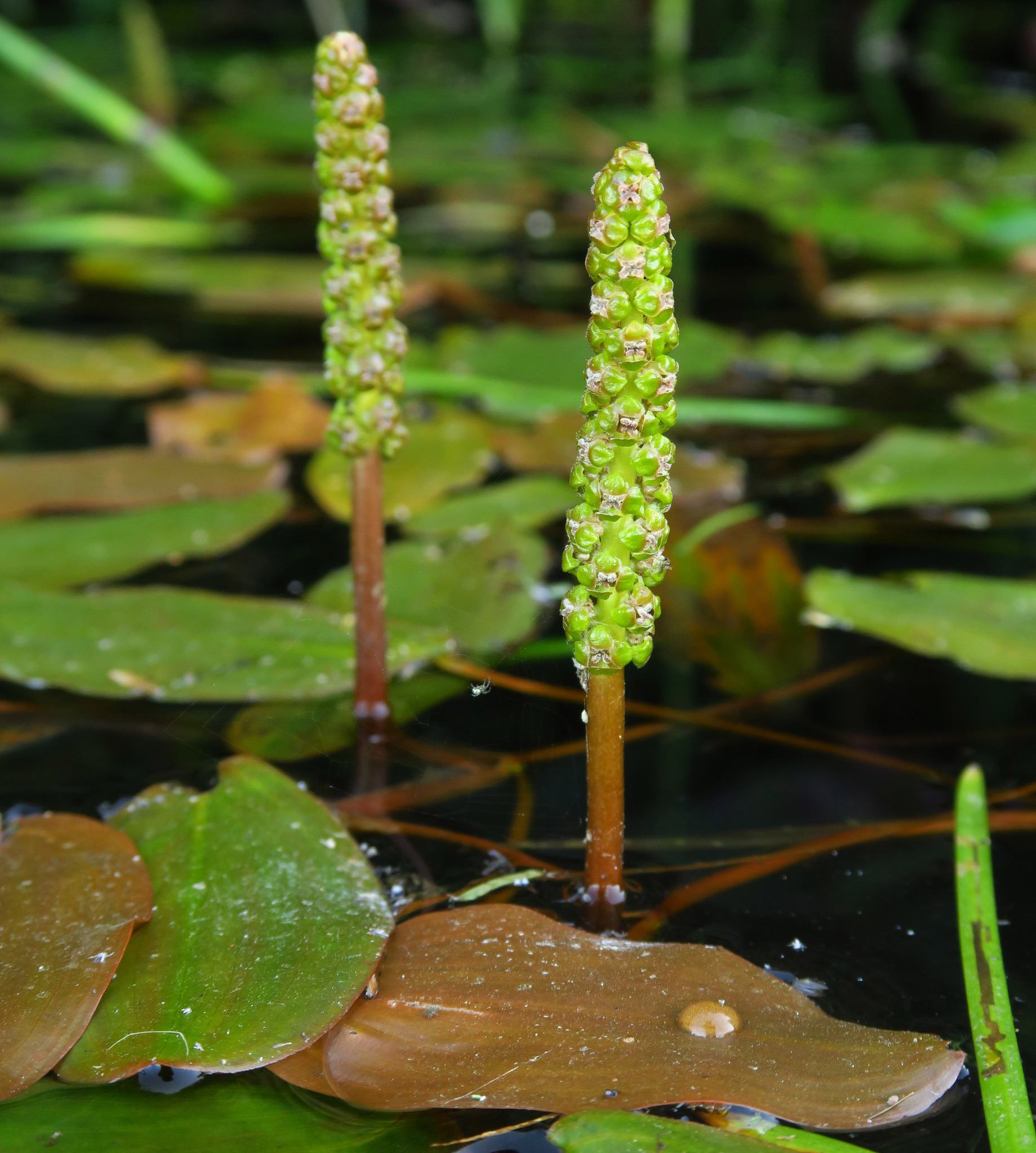 Potamogeton natans