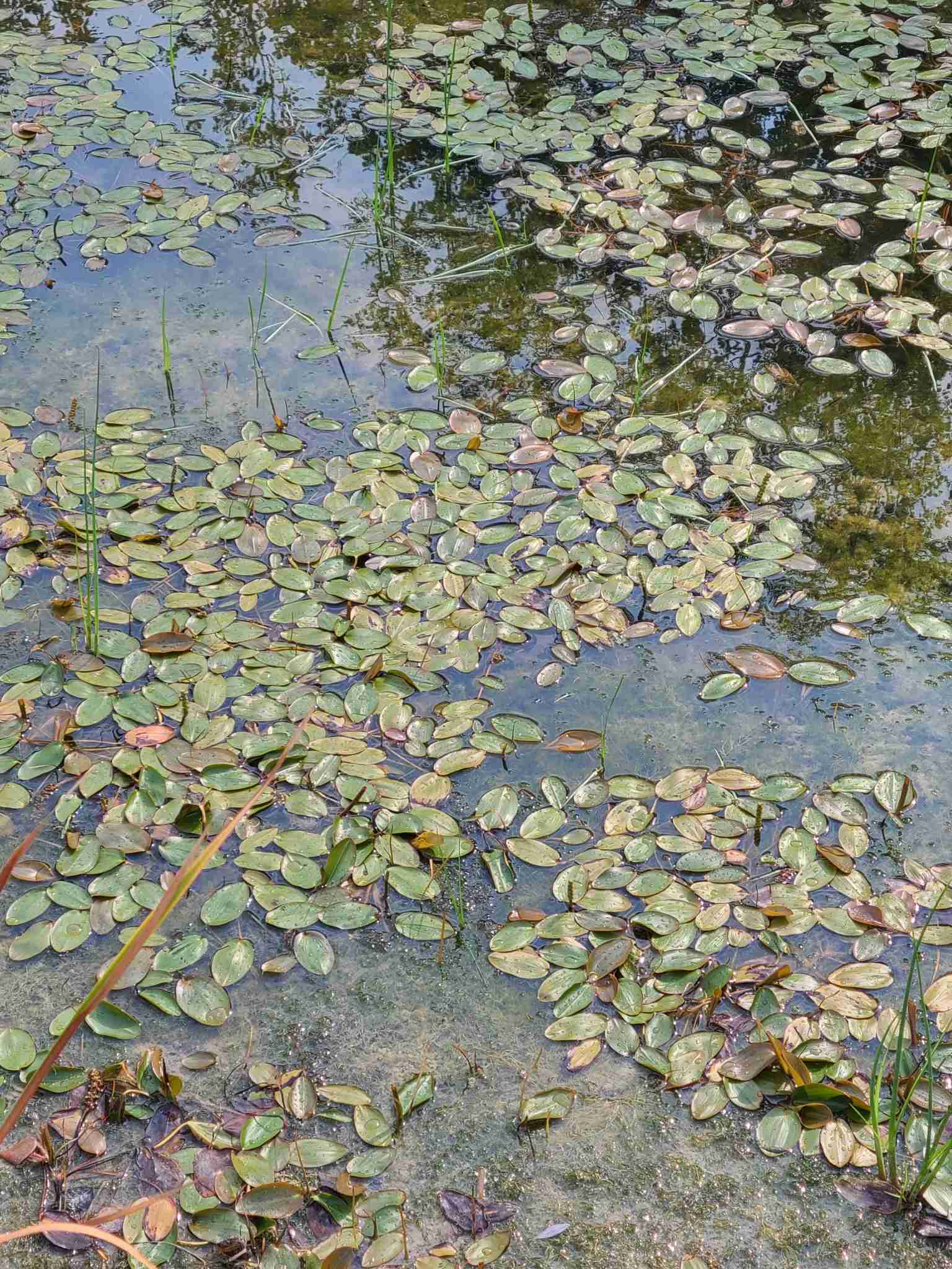 Potamogeton natans