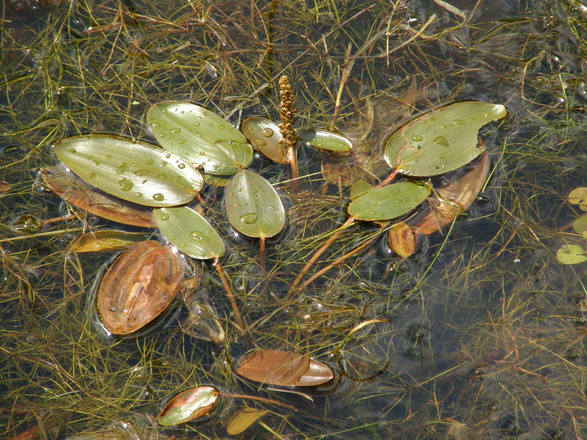 Potamogeton natans