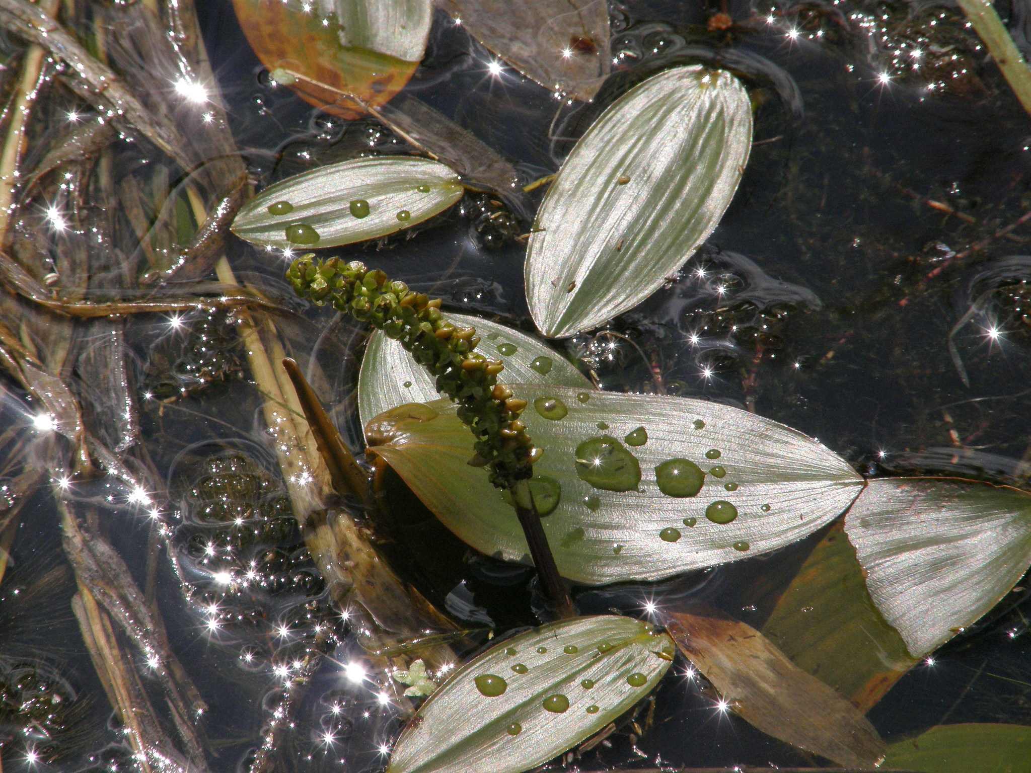 Potamogeton natans