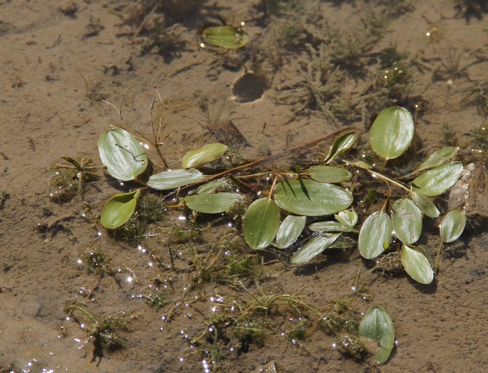 Potamogeton natans