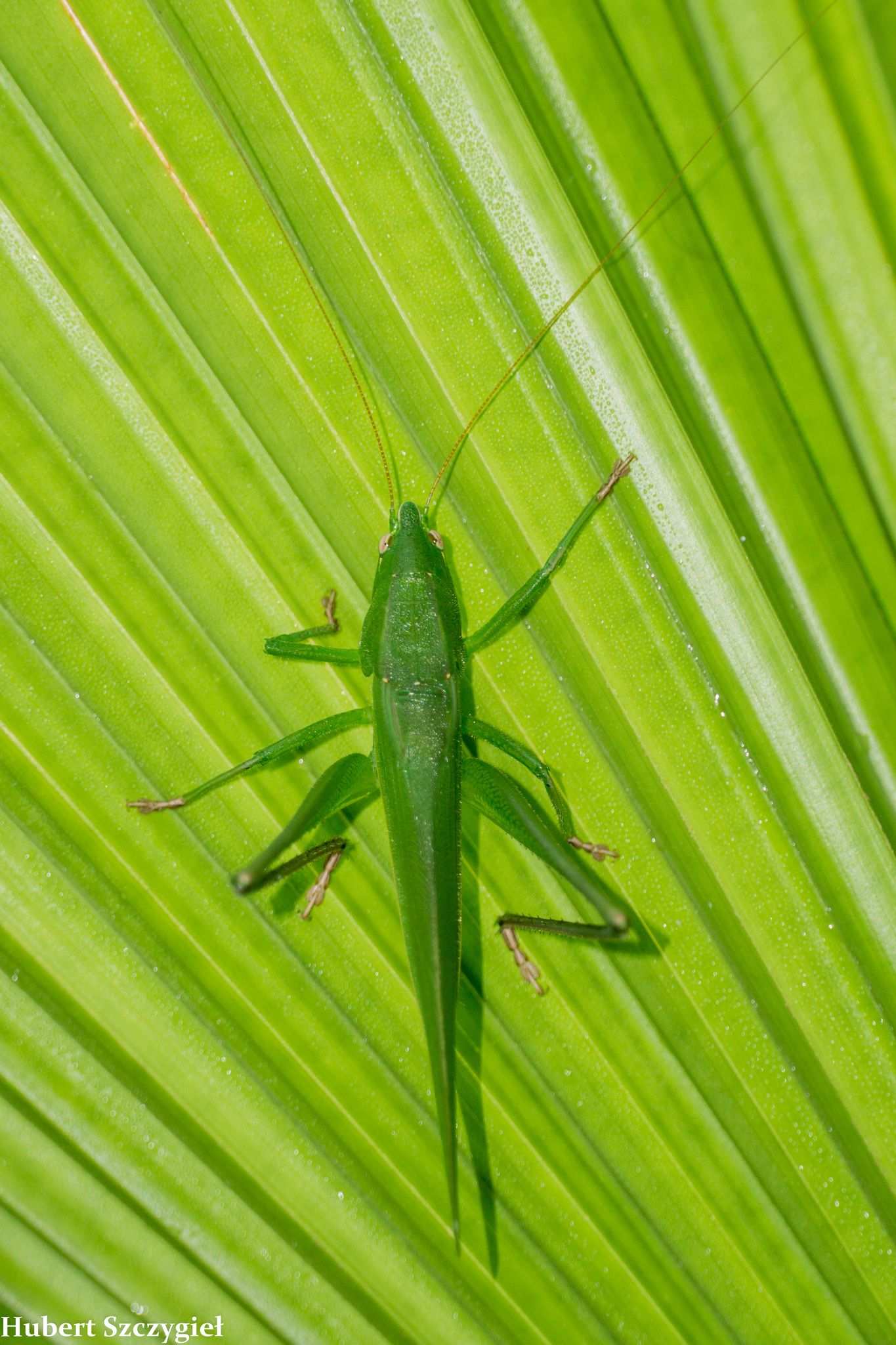 Neoconocephalus affinis