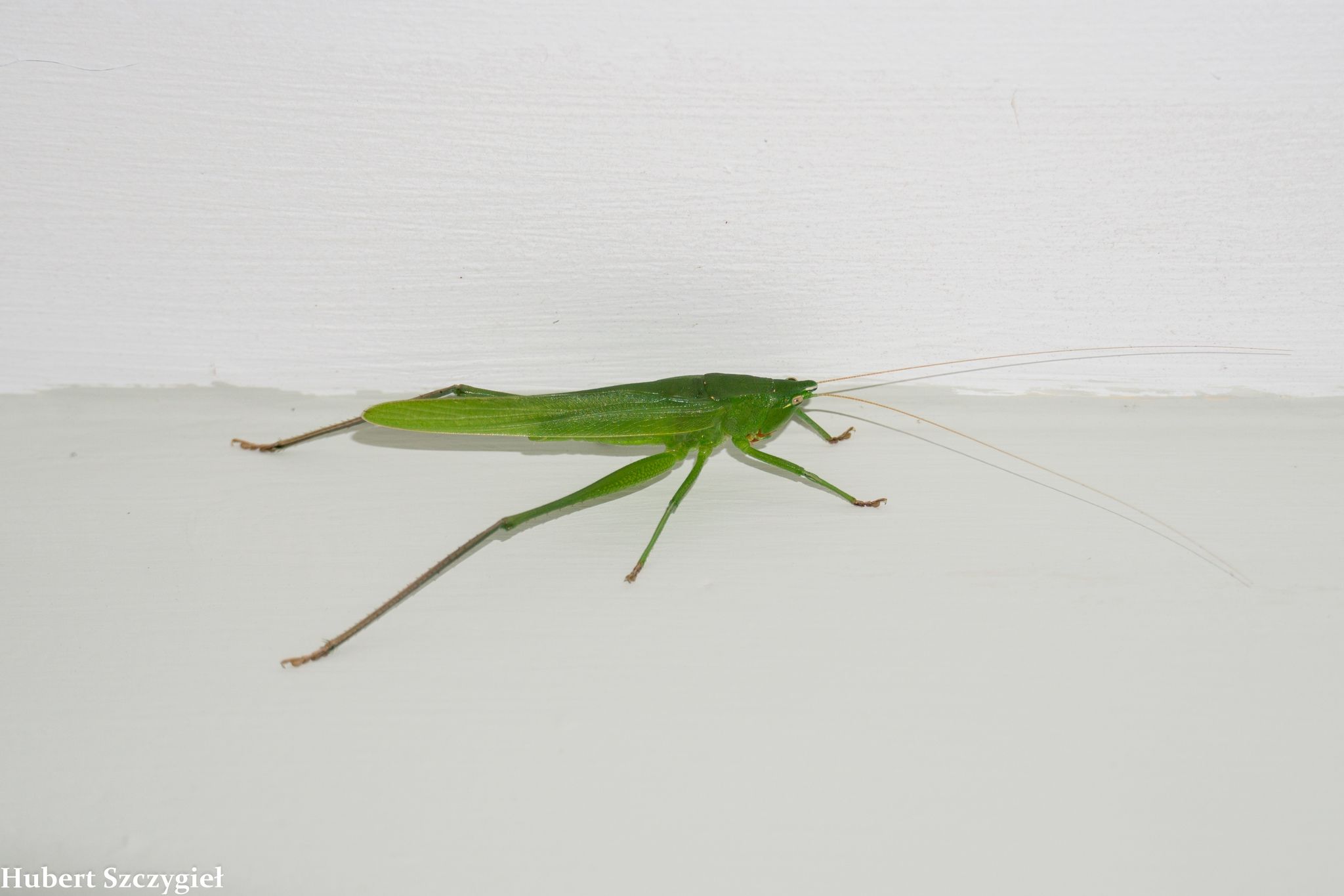 Neoconocephalus affinis