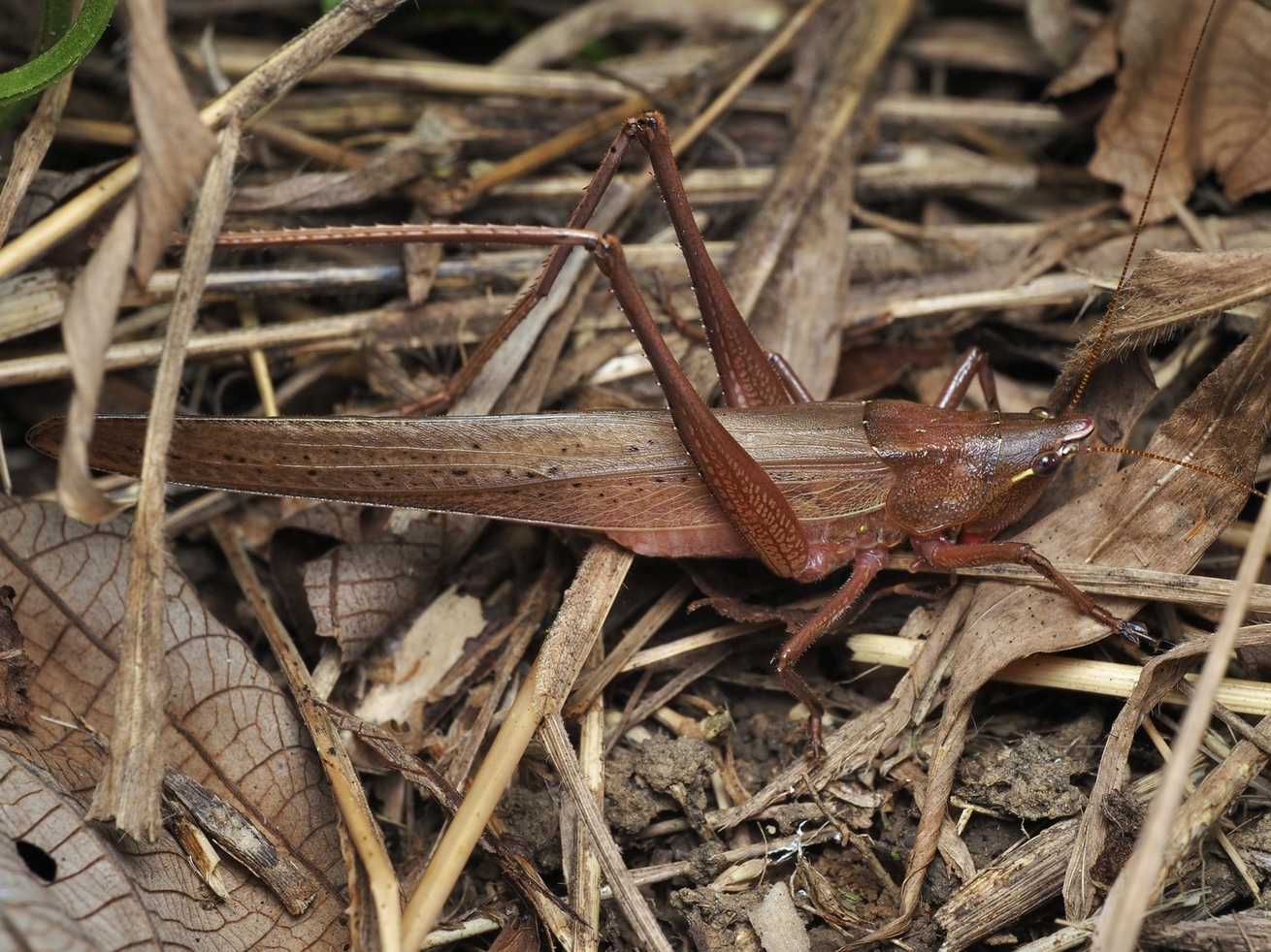 Neoconocephalus affinis