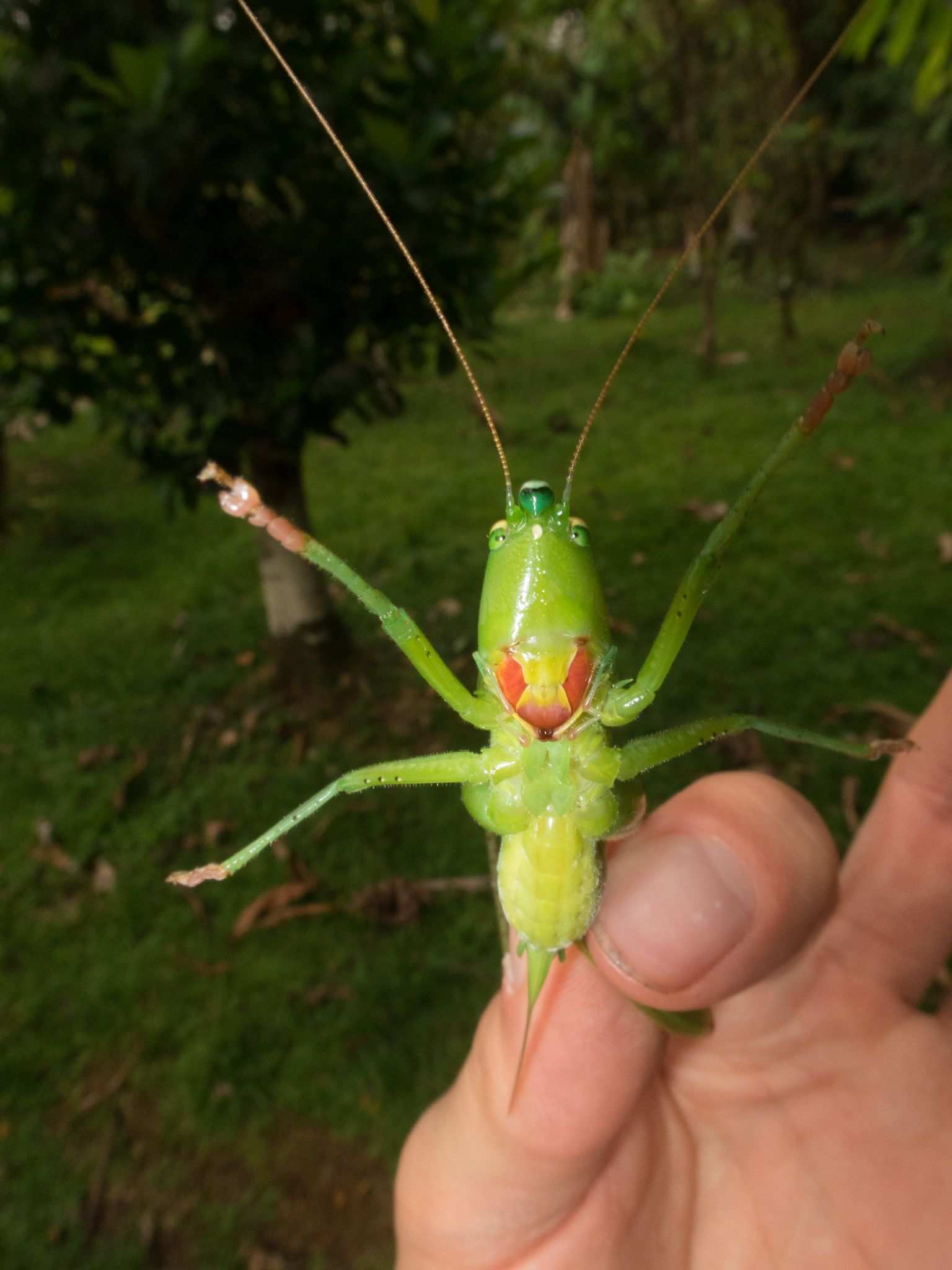 Neoconocephalus affinis