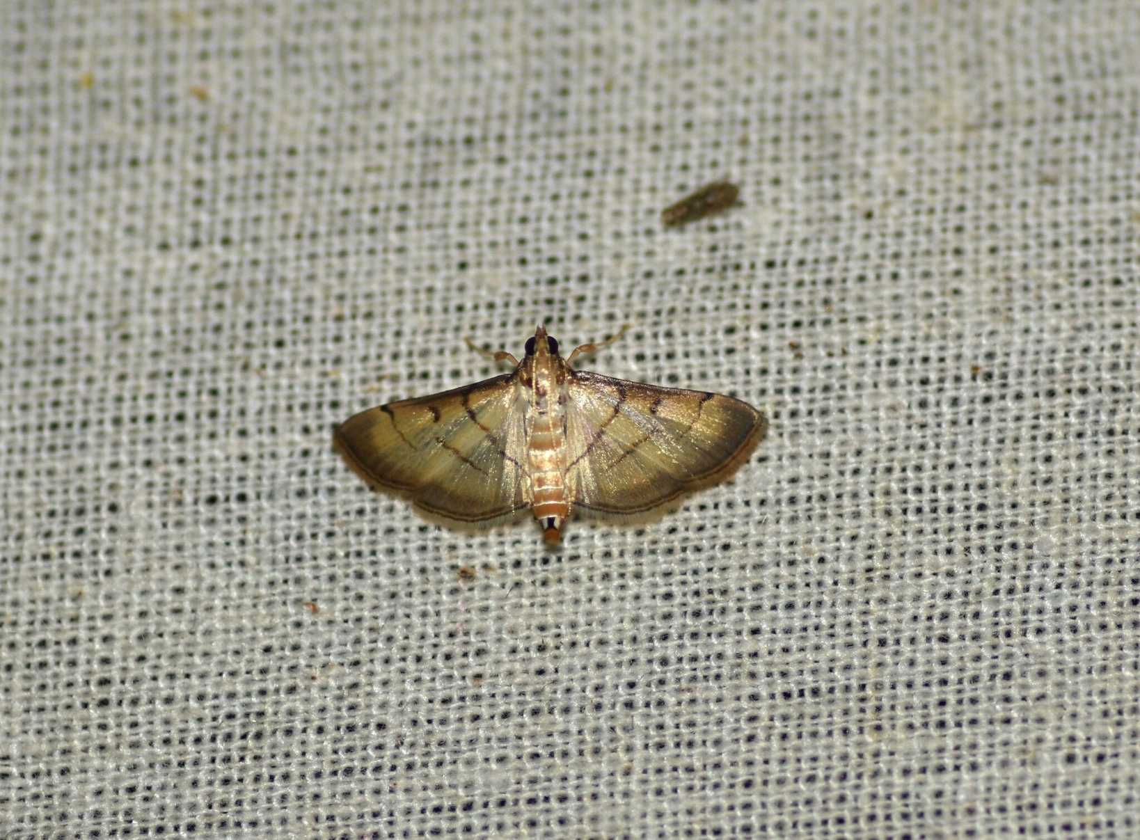 Cnaphalocrocis patnalis