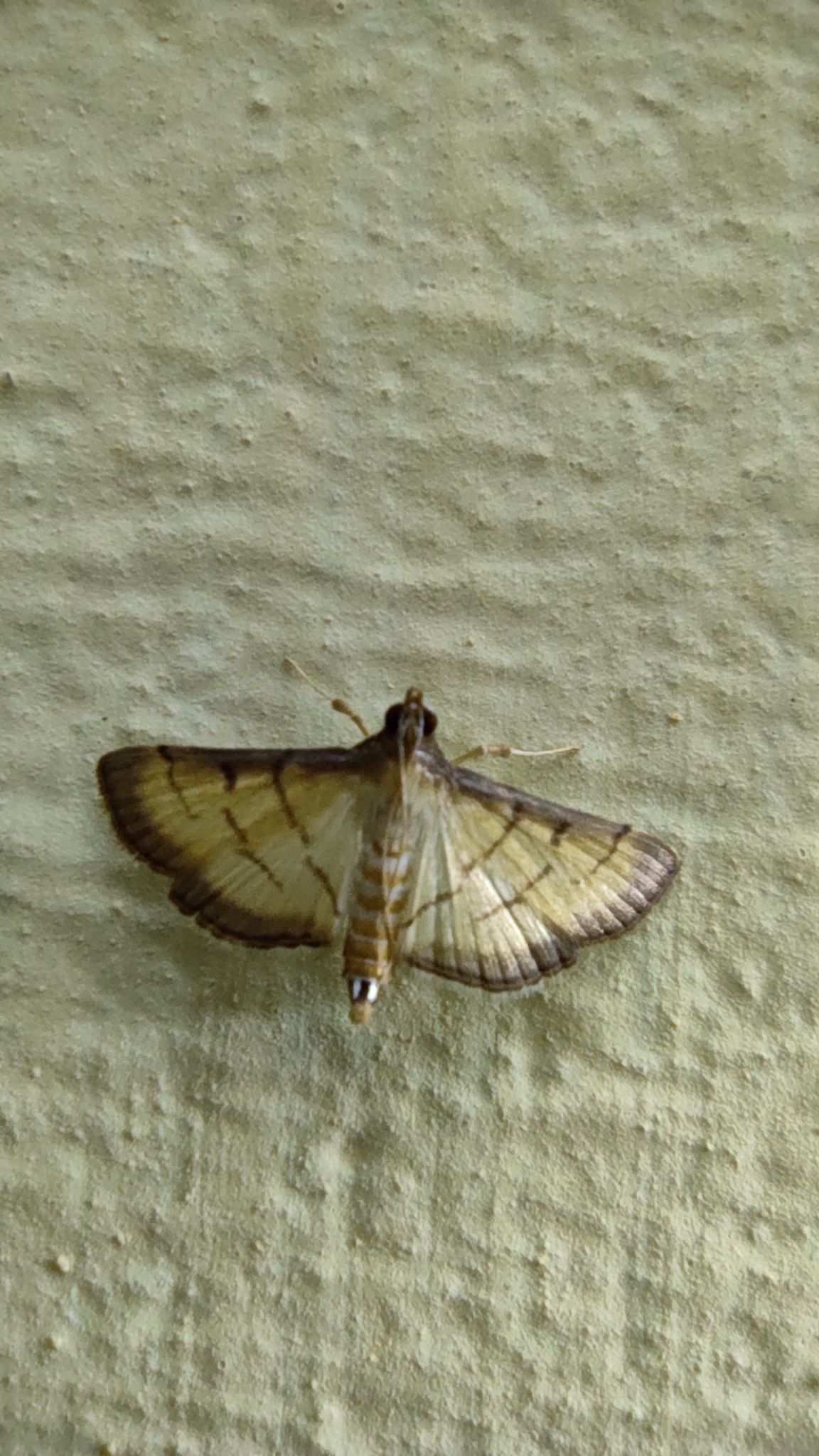 Cnaphalocrocis patnalis