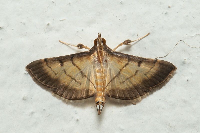 Cnaphalocrocis patnalis