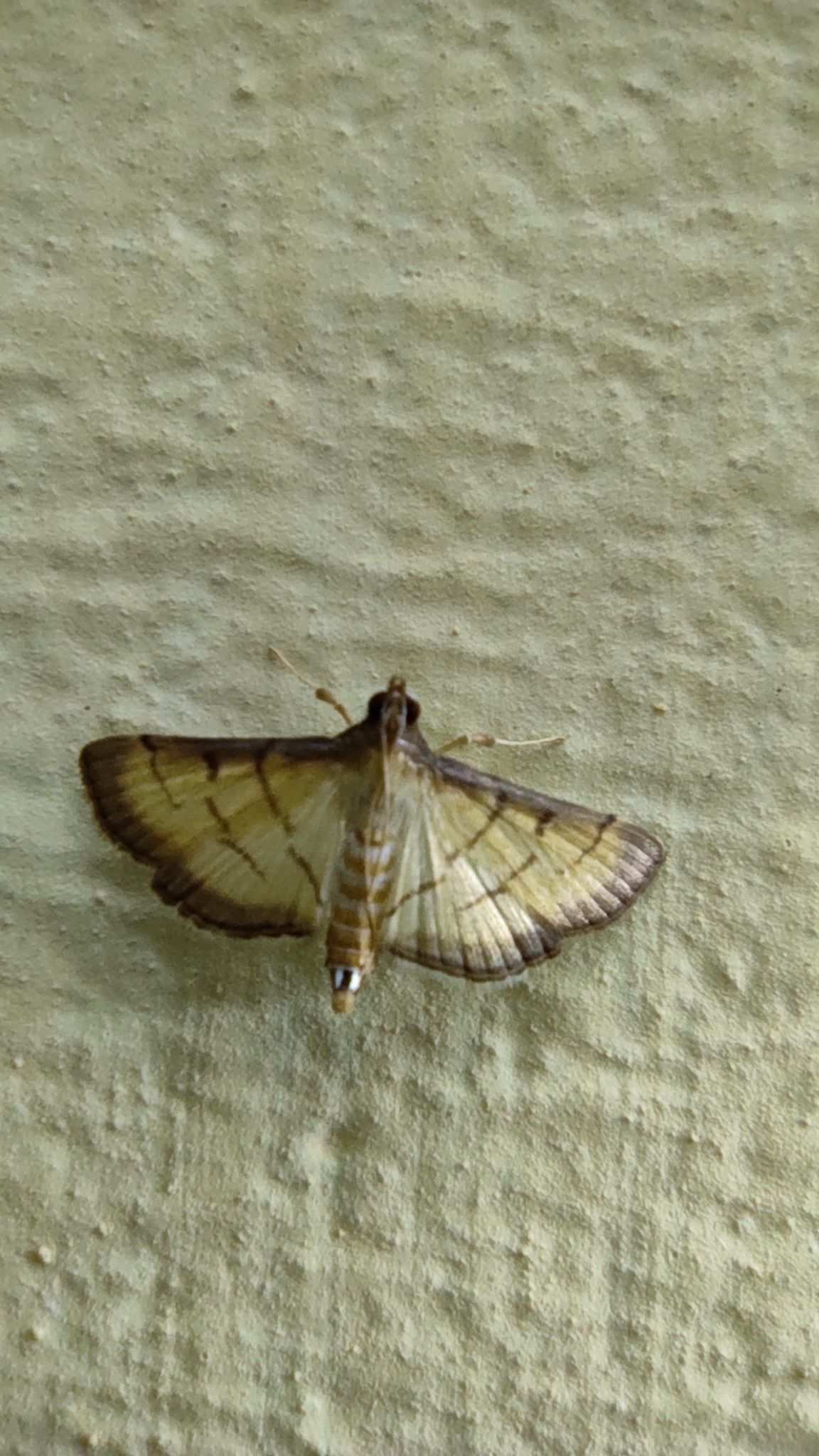 Cnaphalocrocis patnalis