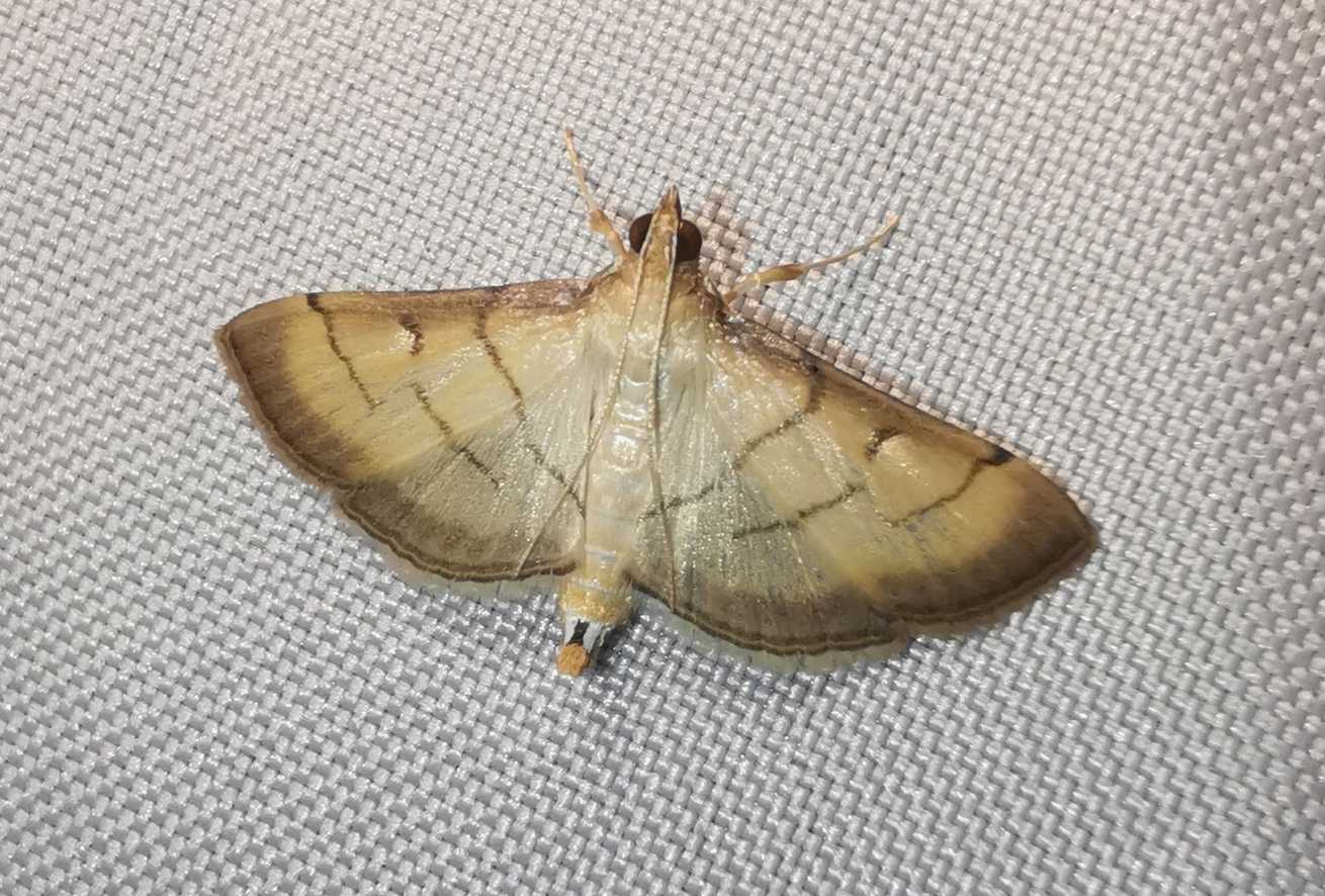 Cnaphalocrocis patnalis