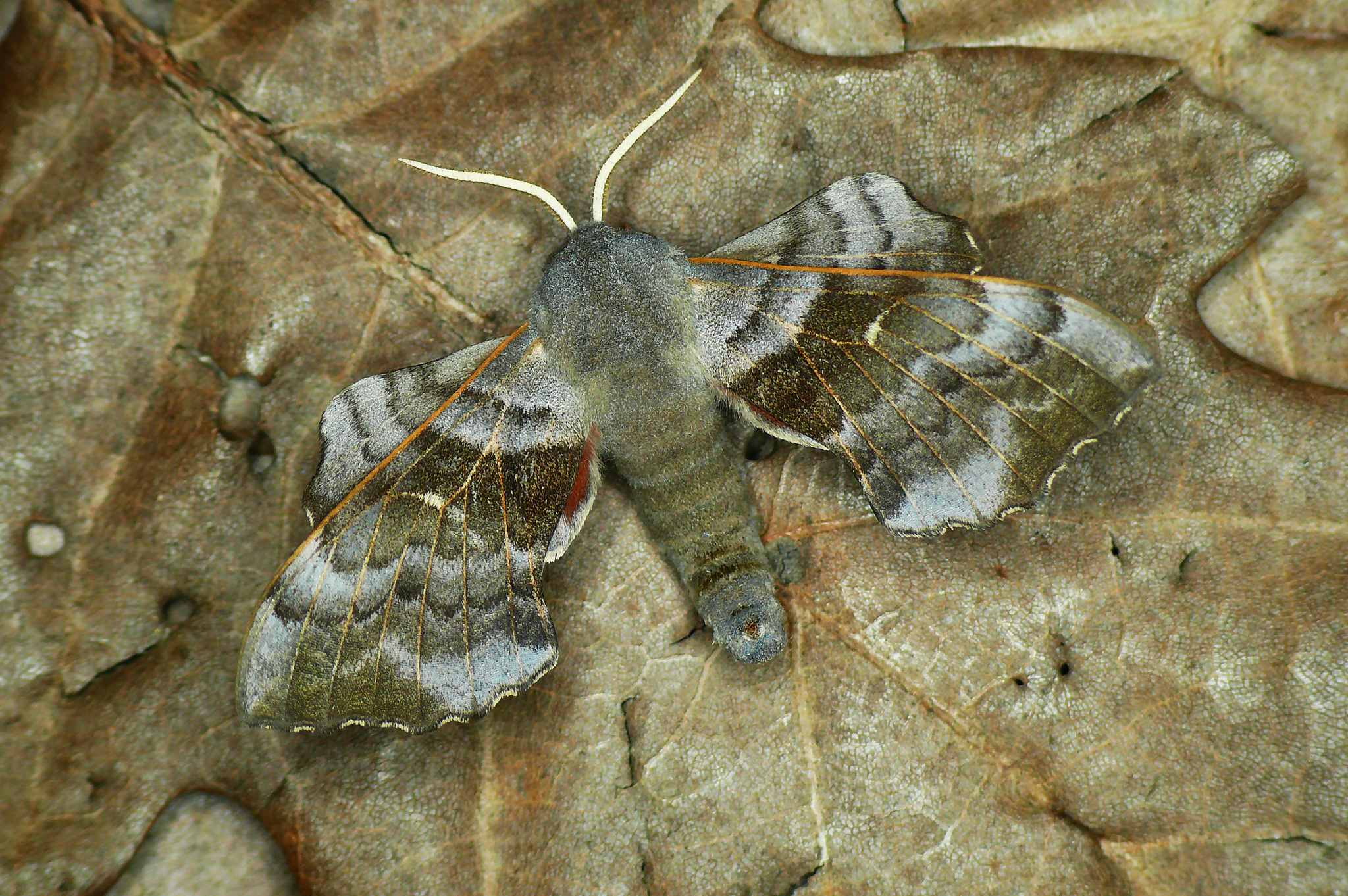 Laothoe populi